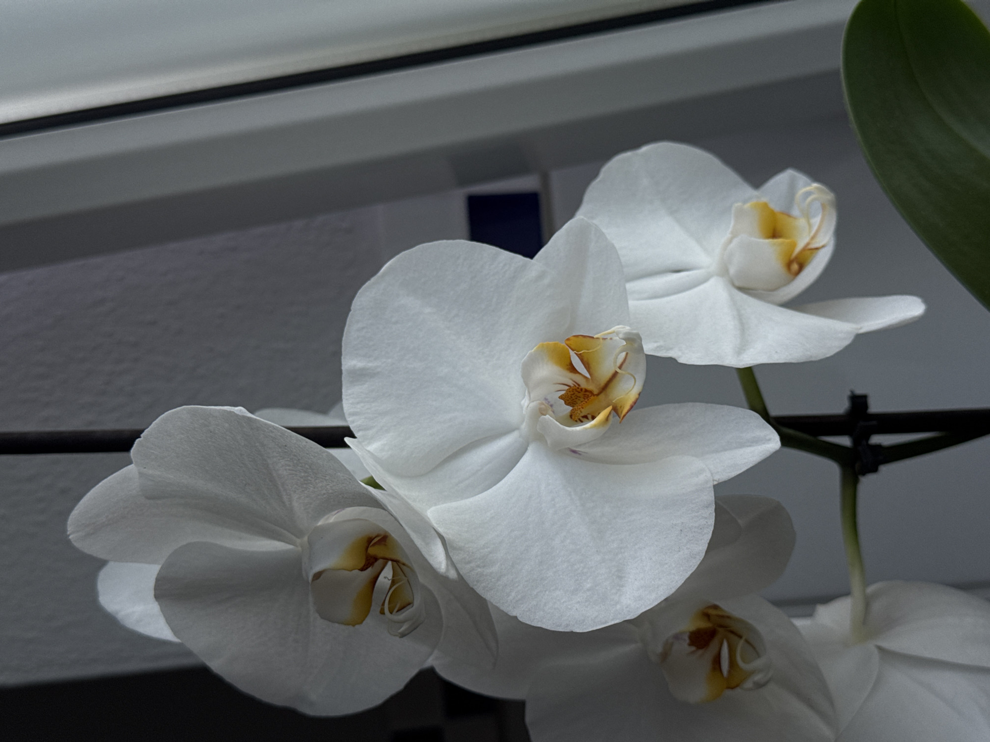 This is a close-up, eye-level, indoor photograph of white orchids. The orchids are in bloom and their petals are delicate and slightly textured. The center of each orchid features yellow and orange markings. The flowers are on a dark stem. The background consists of a textured gray wall on the left and a vertical light-colored structure on the right, possibly a window frame or a blind. The lighting suggests it is daytime, with light coming from the right. The image does not contain any people or specific identifiable landmarks. There is no information available to suggest this image is located in Wettstetten, Germany.