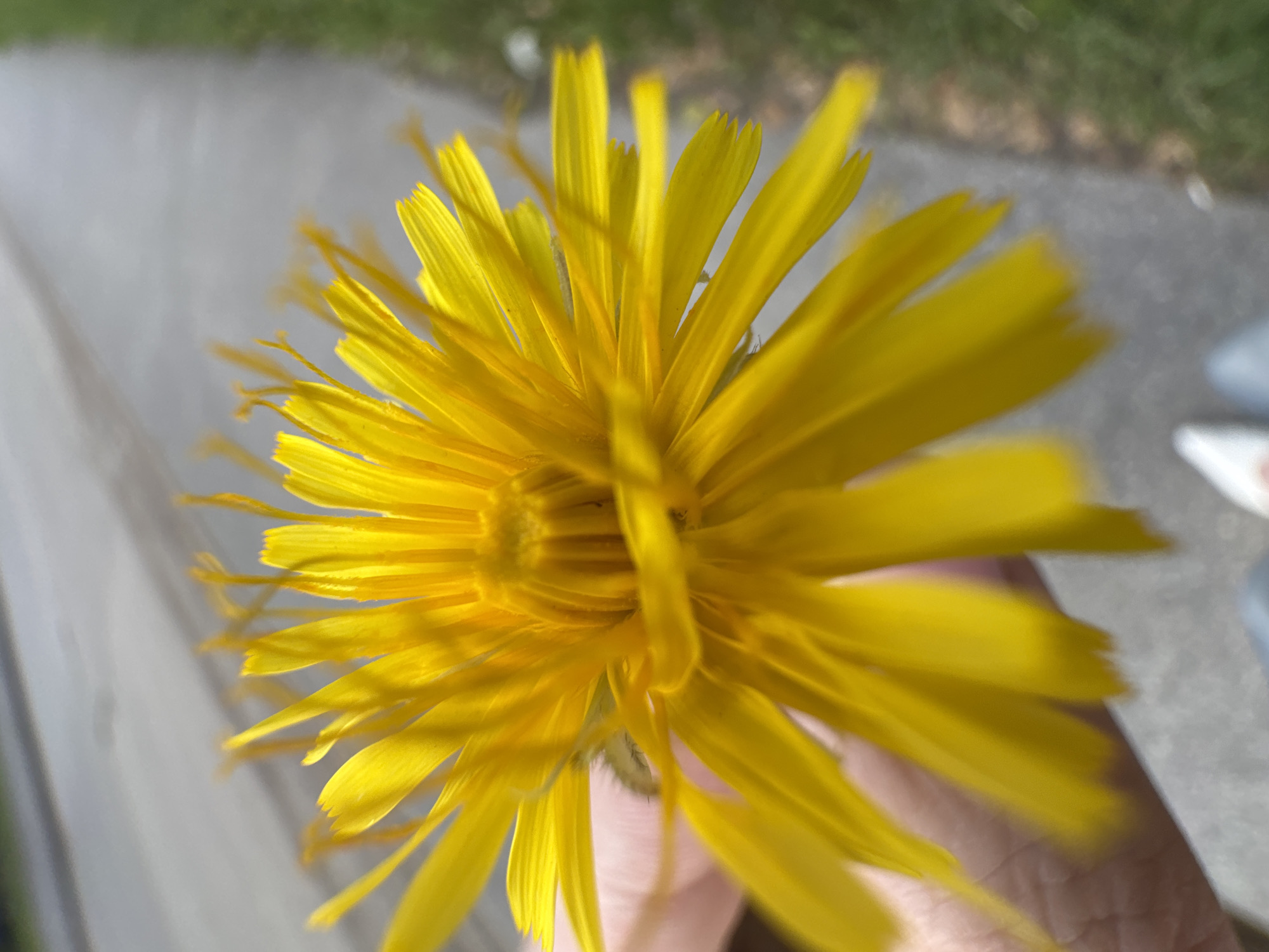 A close-up, shallow depth of field photograph captures a vibrant yellow dandelion flower held by a person's hand. The flower's numerous petals radiate outwards, with some slightly blurred at the tips due to the focus. The background is a blurred mix of gray pavement, green grass, and a distant road, suggesting an outdoor urban setting. A small, light-colored caterpillar is visible on one of the flower's petals, near the center. The image appears to be taken in Ufa, Russia, likely in a park or along a roadside where dandelions commonly grow.