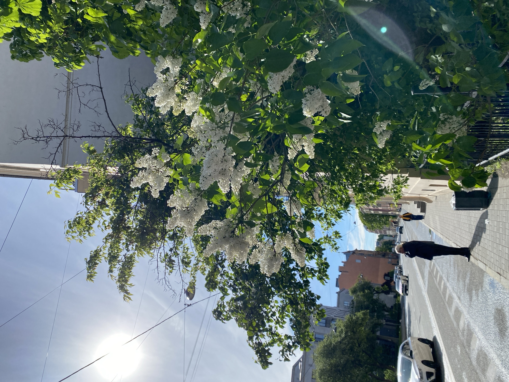 The image shows a street scene in Saint Petersburg, Russia, notable for a blooming tree with white flowers hanging over the street. A pedestrian dressed in black is walking along the wet sidewalk away from the viewer. In the background, cars are parked along the side of the street, with buildings visible in the distance. The sky is partly clear with the sun shining through the upper-left corner, casting light and shadows across the scene.