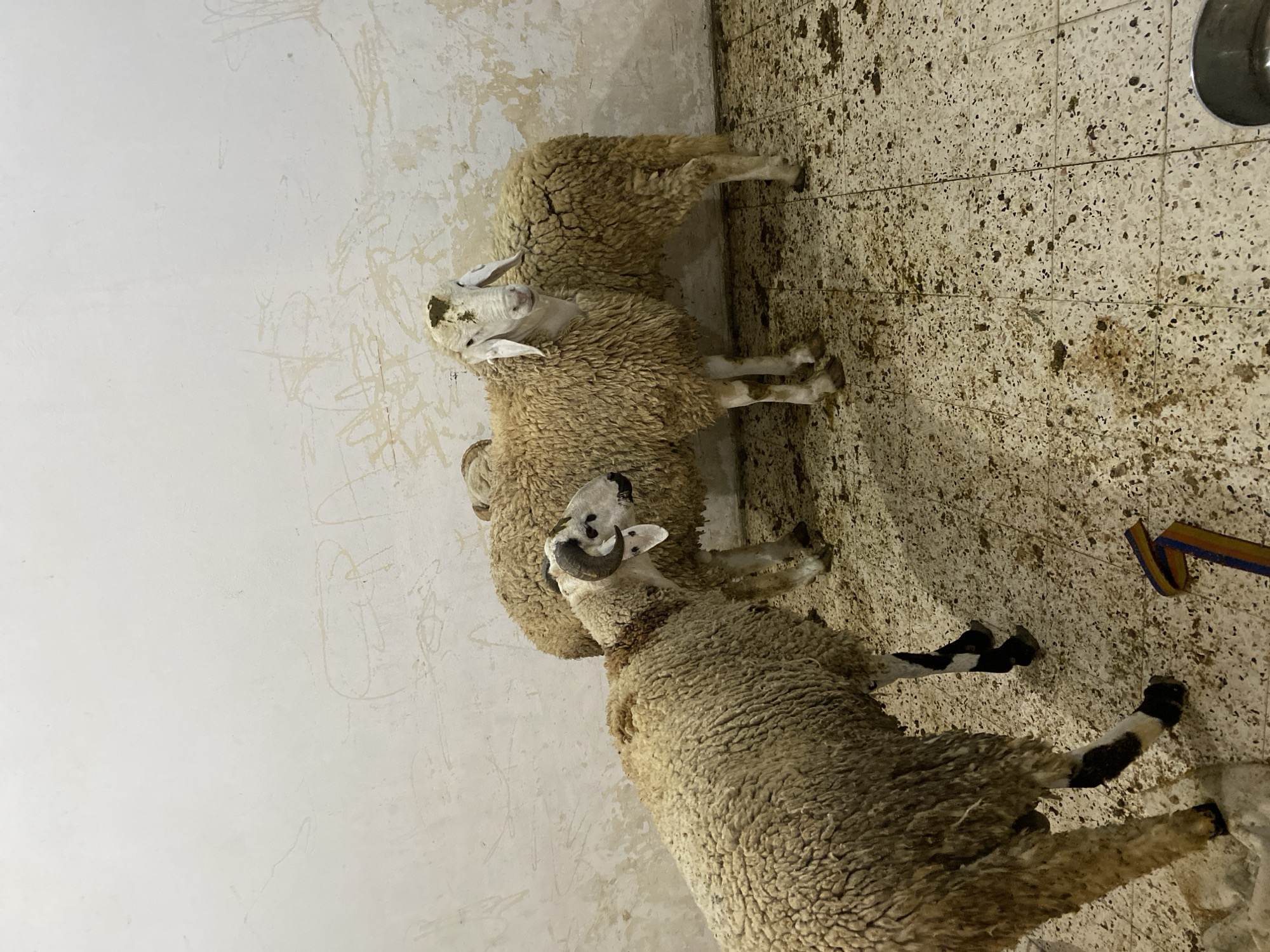 The image shows four sheep standing in a room. The room has a white wall on the left side and a tiled floor that is dirty. The location of the image is in the city of Baraki, Algeria. The sheep have white faces and light brown fleece. One of the sheep has black and white spots on its legs and one of the sheep has curved horns.