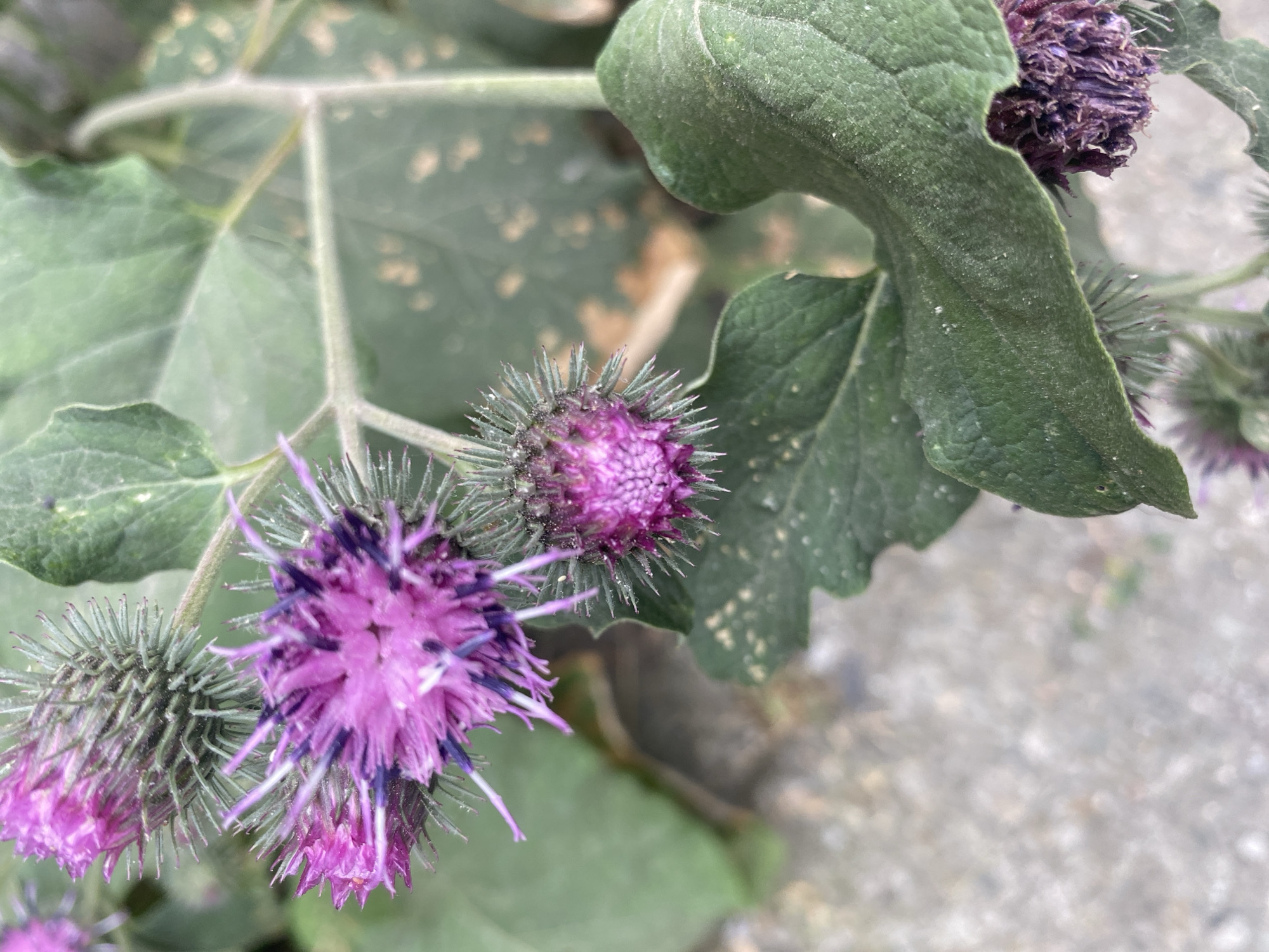 A close-up, eye-level shot captures a cluster of purple thistle-like flowers and their spiky green buds surrounded by large, rough green leaves. The foreground features a blurry, light-colored gravel or concrete surface. The background is out of focus, with hints of green foliage and a lighter, possibly rocky or sandy area. The lighting is natural and diffused, suggesting an outdoor environment. The overall impression is of a wild, possibly overgrown area in a city, with a focus on the botanical details of the plants.