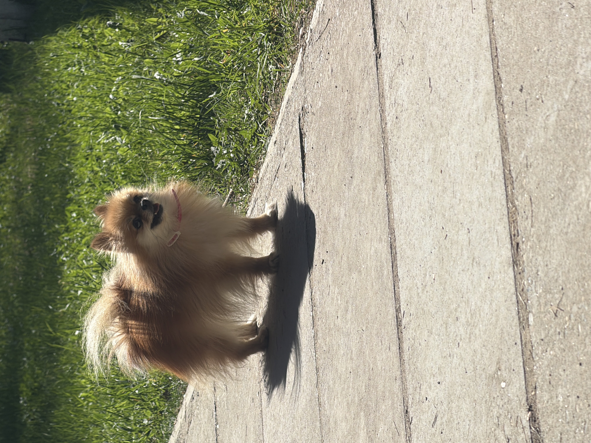 A medium-sized, long-haired, tan-colored dog stands on a light-colored concrete sidewalk next to a patch of green grass. The dog is wearing a pink collar. The scene appears to be outdoors on a sunny day, as indicated by the shadows cast by the dog. The location is identified as Chaikovsky, Russia.