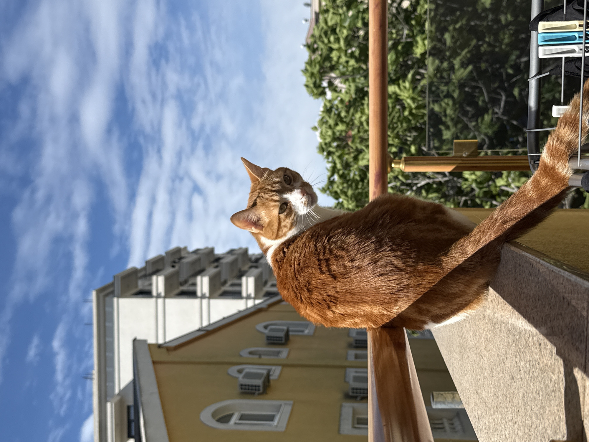 An attentive ginger and white cat is the central subject of this brightly lit outdoor image, captured in what appears to be Bar, Montenegro. The cat is perched on a reddish-brown railing or beam, its body oriented away from the viewer, with its head turned to look upwards and slightly to its right, displaying a curious and alert expression. White fur marks its chin and chest, contrasting with its dominant orange-brown fur, and a striped tail extends gracefully to the right.
The setting suggests a balcony or elevated outdoor space. To the right of the cat, a grey, textured wall or ledge is visible, illuminated by strong sunlight that casts clear shadows from the cat and the railing. In the upper right corner, a metal frame, possibly part of a clothes drying rack, holds colorful clothespins in blue, yellow, and white.
Beyond the immediate foreground, a vibrant urban landscape unfolds under a clear blue sky scattered with wispy white clouds. Lush green trees are visible, providing a natural buffer. In the background, two prominent buildings can be seen. One is a light yellow residential building featuring multiple arched windows and several external air conditioning units. Further left and taller, another lighter-colored building stands with a distinctive, somewhat complex roofline or upper structure. The intense sunlight and sharp shadows indicate a clear, sunny day, likely morning or afternoon. No text is visible in the media file.