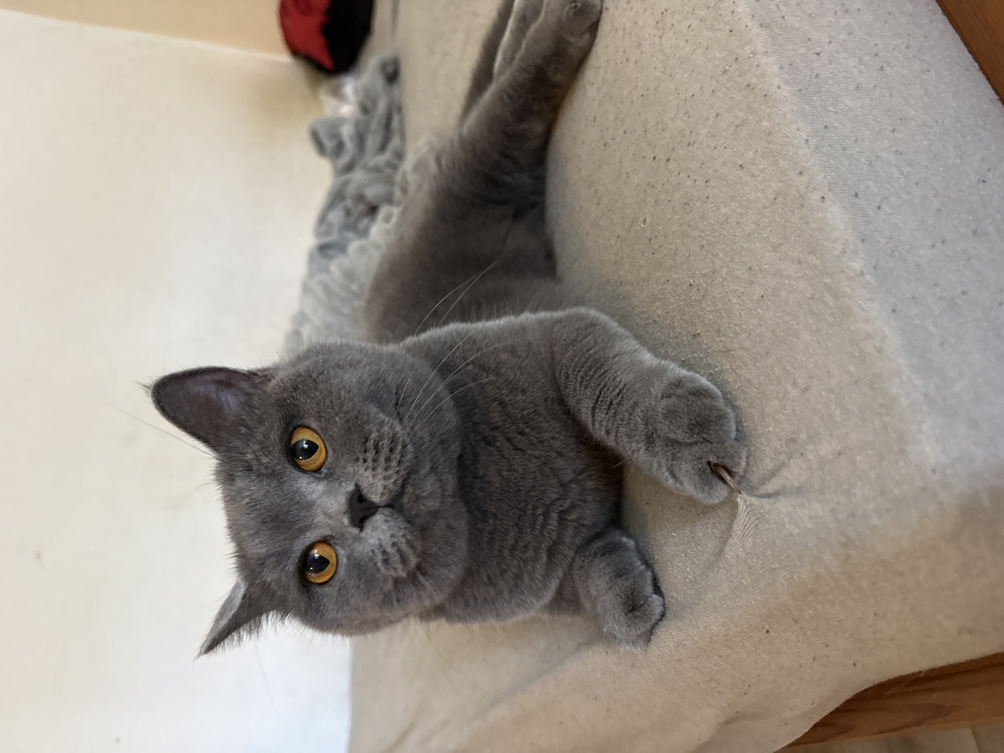A gray British Shorthair cat with bright orange eyes is lying on a light-colored, textured surface, possibly a sofa or bed. The cat is positioned facing the viewer, with its body extended to the right. Its front paws are resting on the surface, and its hind legs are stretched out behind it. The cat's left paw is slightly raised, revealing a claw digging into the material. In the background, another gray furry object, possibly a blanket or another pet, is blurred and out of focus. A small portion of a red and black object is visible in the far right background. The lighting suggests an indoor environment with natural light coming from the left. There is no indication of the cat's specific location within the city of Szczecin, Poland.