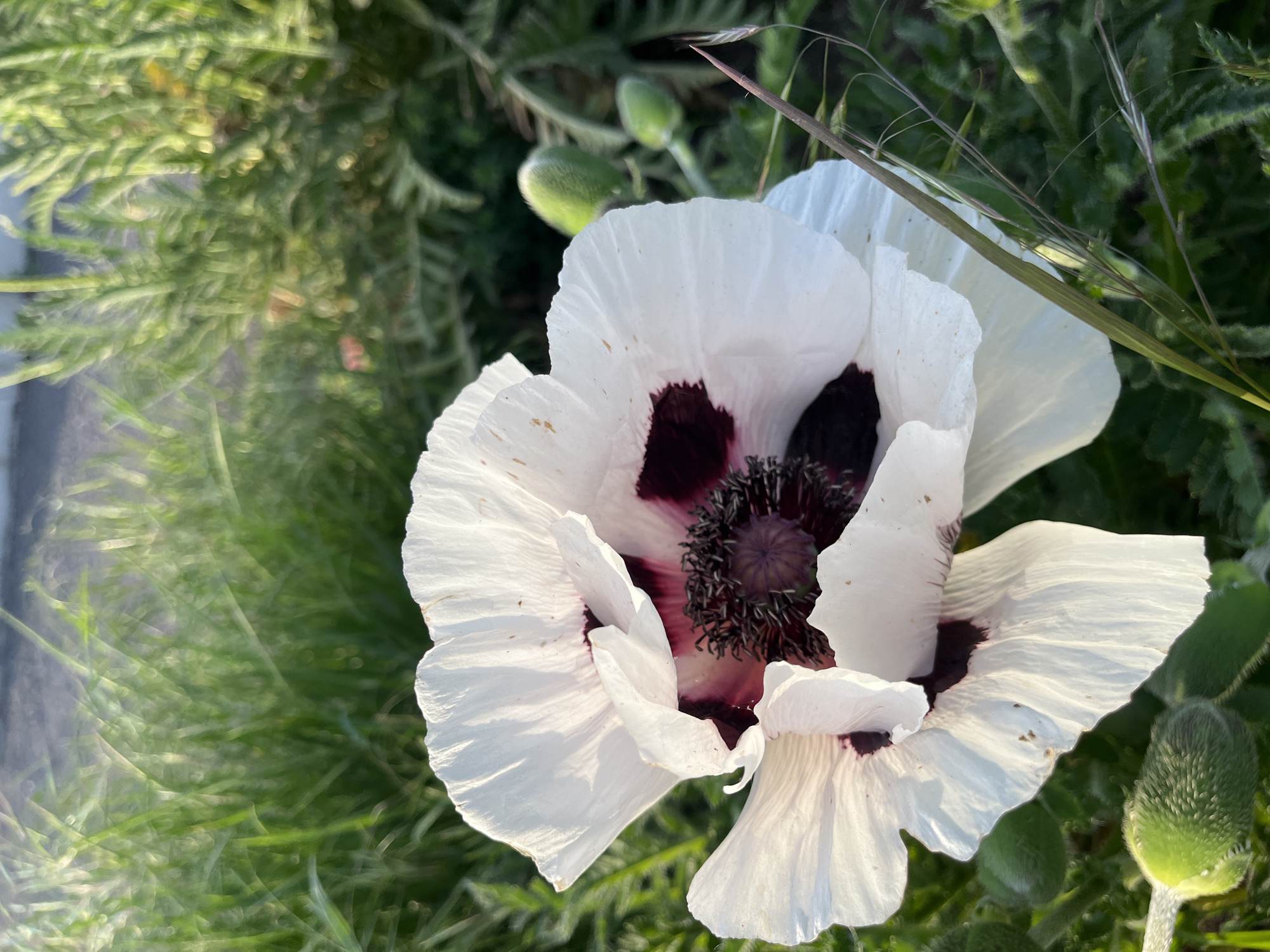 The image depicts a white poppy flower with dark purple blotches at the base of its petals, and a dark, fringed central disc. The flower is surrounded by green foliage, including blades of grass and poppy buds. The photograph was taken outdoors in natural light. The location is Landau in der Pfalz, Germany.