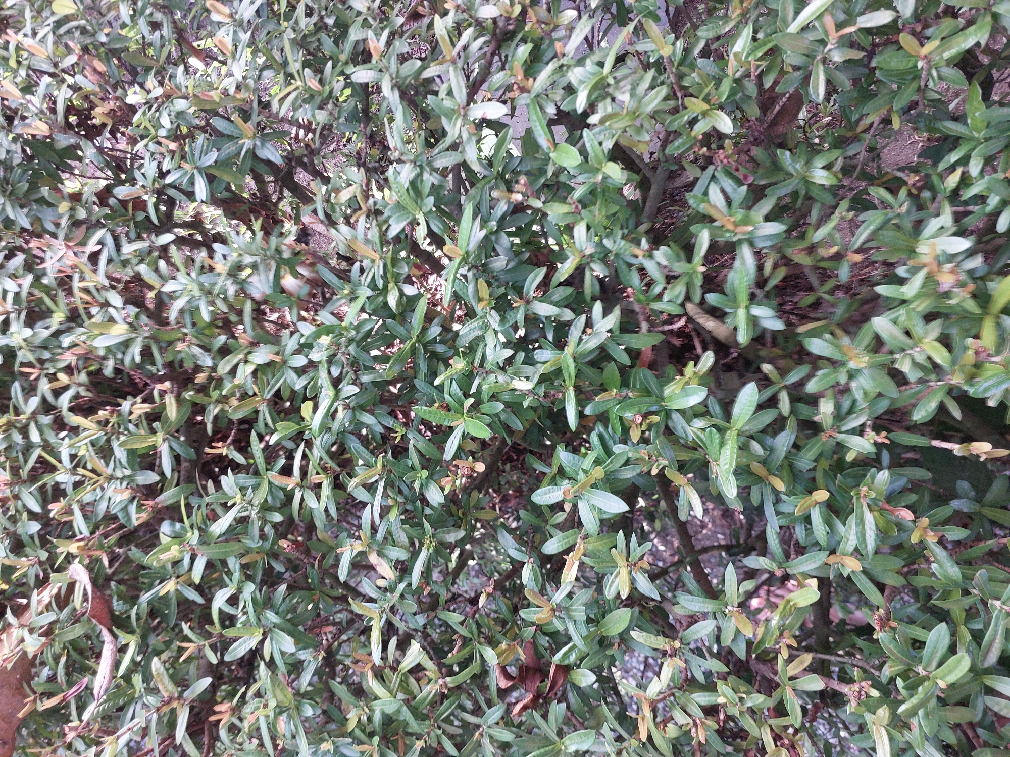 The image displays a dense, close-up view of a green shrub in Baan Mae Nam, Thailand. The shrub is characterized by numerous small, oval-shaped leaves, primarily green with some exhibiting a reddish-brown hue, indicating potential new growth or seasonal change. The branches are woody and intertwined, creating a thick canopy that obscures the background. A few dry, brown leaves are interspersed among the green foliage, suggesting a natural, unkempt setting. The lighting appears to be natural, possibly overcast, as there are no harsh shadows. The overall impression is one of abundant plant life within an outdoor environment.