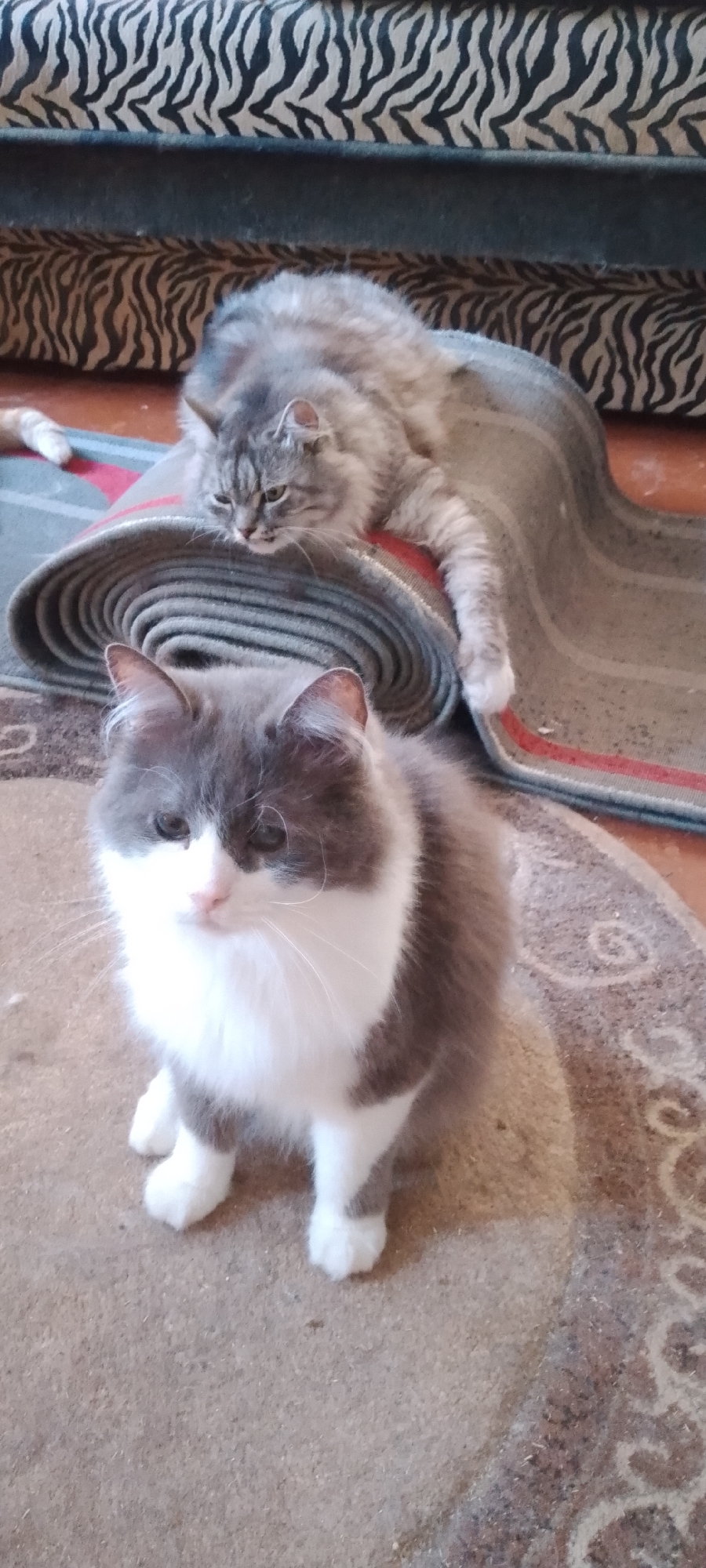 Two domestic cats are present in the image. One cat, a grey tabby, is lying on its side atop a rolled-up carpet, partially obscuring its body. Its head is turned to the side, and its eyes are open. The second cat, a grey and white feline, is sitting on the carpet in front of the rolled carpet. Its head is facing forward, and its eyes are open. The cats are in an indoor setting, likely a home, with a couch visible in the background. The location is not specified within the city of Belgorod, Russia.