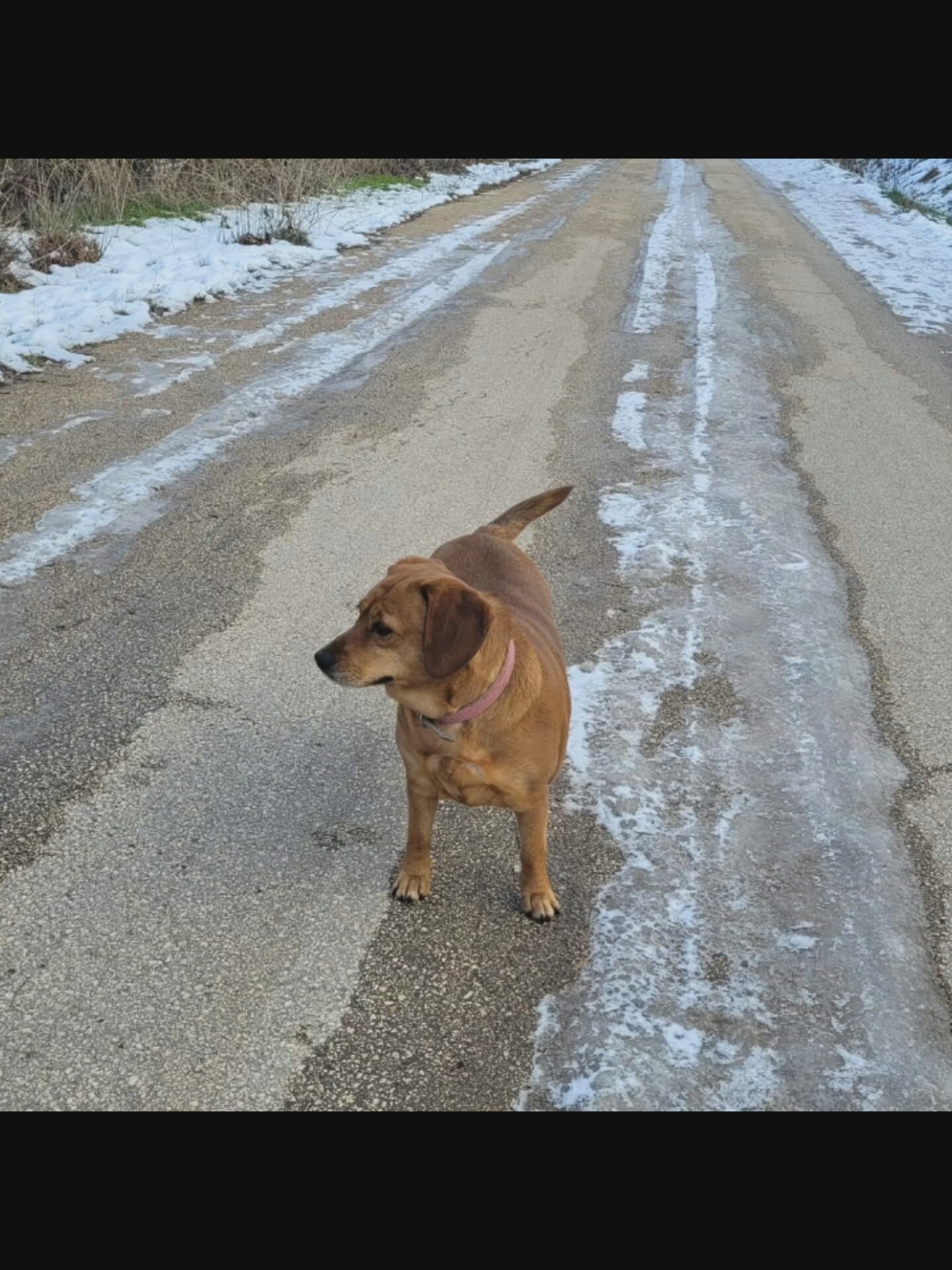 A medium-sized, tan-colored dog stands on a gravel road covered with patches of snow and ice. The dog is wearing a pink collar and is facing left. The road appears to be in a rural or suburban area, with dry grass and snow-covered bushes on the left side of the frame. The image is taken from a slightly elevated perspective. There is no discernible information to suggest the location is in Bucharest, Romania.