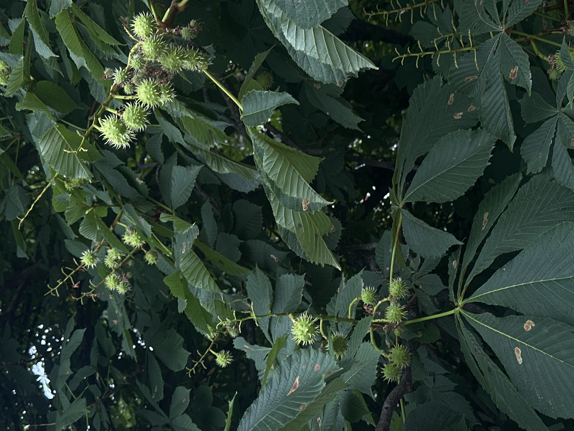 This media file is a close-up, eye-level photograph of horse chestnut trees in Sofia, Bulgaria. The subjects are the green, spiky husks of developing horse chestnuts, some still attached to the branches, interspersed with large, palmate leaves. The scene is a dense canopy of foliage, creating a slightly dark and moody atmosphere, suggesting it might be late afternoon or early evening, or simply a shaded area. The leaves show some signs of natural wear, with a few brown spots visible on their surface, indicating the natural cycle of the tree. There are no people or animals visible. The image focuses on the detail of the developing fruit and the texture of the leaves. The lighting is dappled, with some areas brighter than others, hinting at sunlight filtering through the dense canopy. No text is visible in the image.