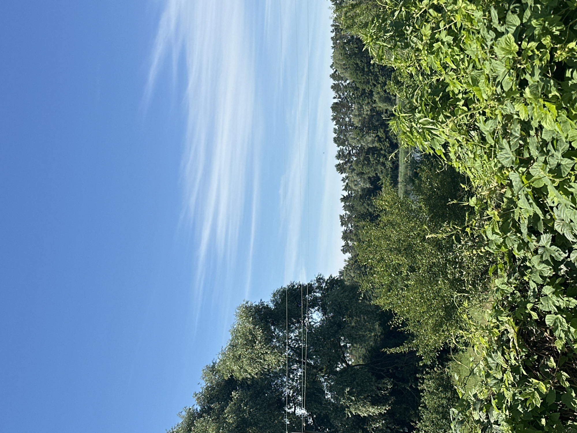 The image depicts a bright, sunny day with a clear blue sky featuring wispy white clouds. In the foreground, lush green foliage dominates the lower portion of the frame, with dense leaves and vines creating a natural barrier. Behind the foliage, a large, mature tree with abundant green leaves stands prominently on the left side of the image. Three thin, horizontal wires are visible stretched across the frame, passing in front of the tree and the sky. Further in the background, a dense line of evergreen trees forms a horizon. A body of water is partially visible through a gap in the trees in the mid-ground. The overall impression is one of a natural, rural landscape.