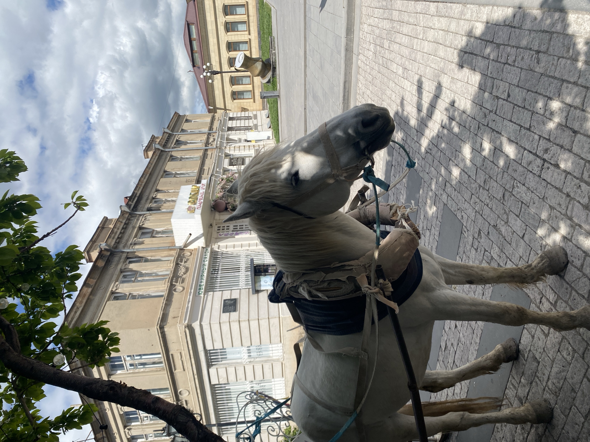 The image depicts a white horse harnessed for carriage, standing on a cobblestone pavement. The horse is facing towards the right side of the frame. Behind the horse, there's a multi-story building with numerous windows. A tree with green leaves is visible in the bottom left corner. The sky above is cloudy. The location appears to be a city square.