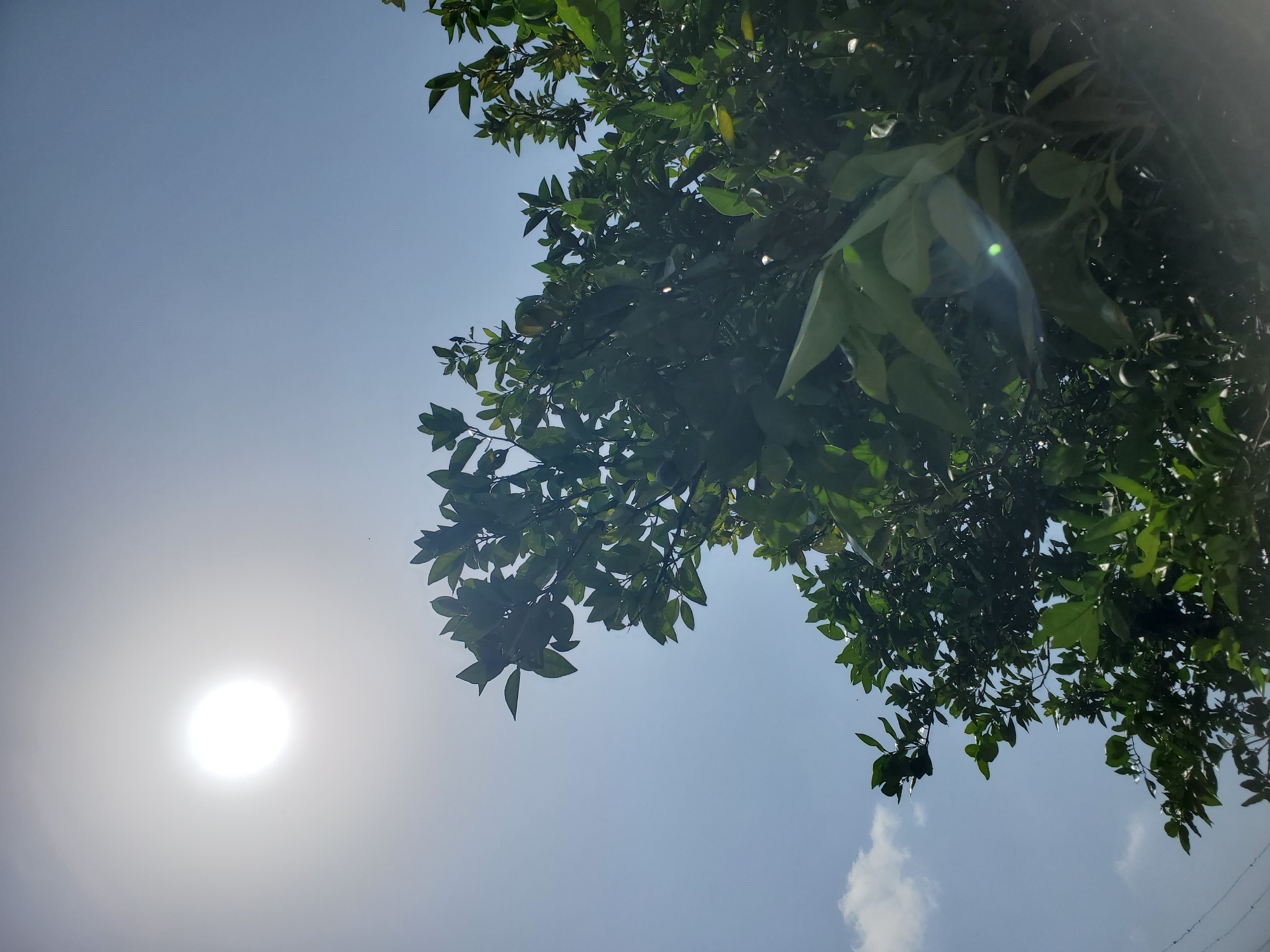 A low-angle shot captures a bright sun in the upper left quadrant of a clear blue sky. The sun is slightly overexposed, with a faint halo around it. The lower portion of the image is dominated by the dense foliage of a tree, with vibrant green leaves and some branches extending upwards. A few small, dark specks, possibly insects, are visible against the sky. In the lower left corner, a hint of a wire or cable is present. The overall impression is of a sunny day, with the sun shining through the leaves of the tree.