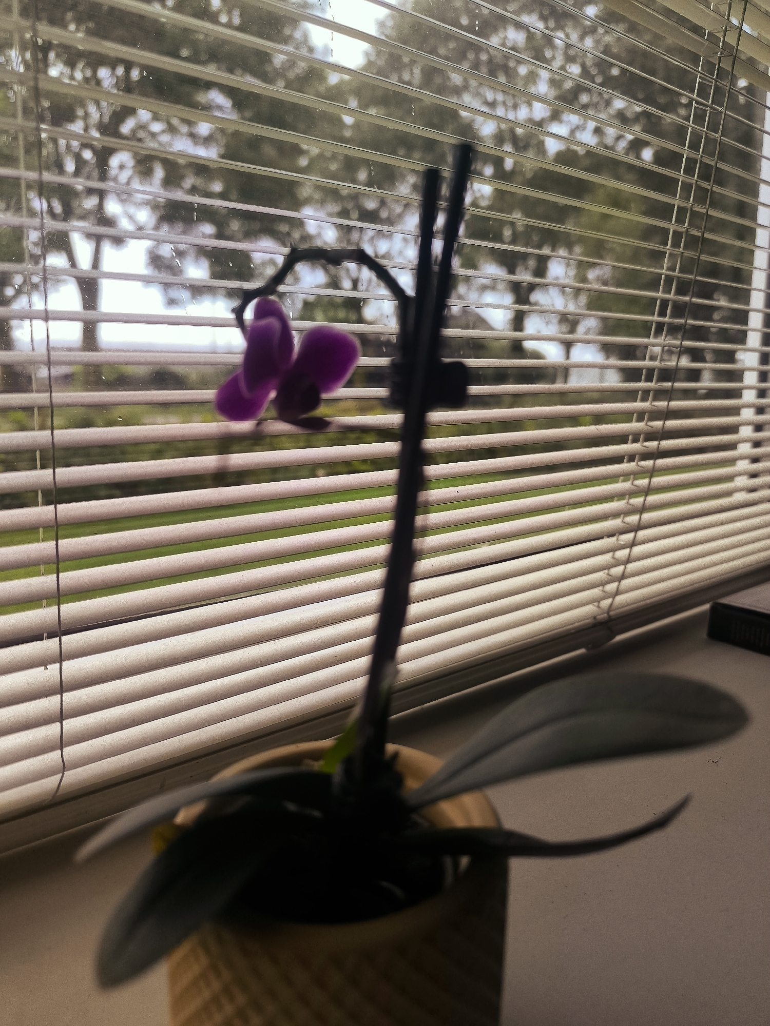 The image depicts a shallow depth of field scene focused on a potted orchid with purple flowers. The orchid is positioned in the foreground, slightly off-center to the left. Behind the orchid, a window covered with horizontal blinds is visible. Through the blinds, an outdoor scene is discernible, showing green grass and trees, suggesting a residential or park-like setting. The blinds are partially open, allowing light to filter through and create a striped pattern across the view. The overall lighting suggests it might be daytime, possibly overcast or early morning/late evening, given the soft light. No people are present in the image. The image appears to be taken indoors, on a windowsill or ledge. No specific landmarks or indicators place this scene in Almere, Netherlands.