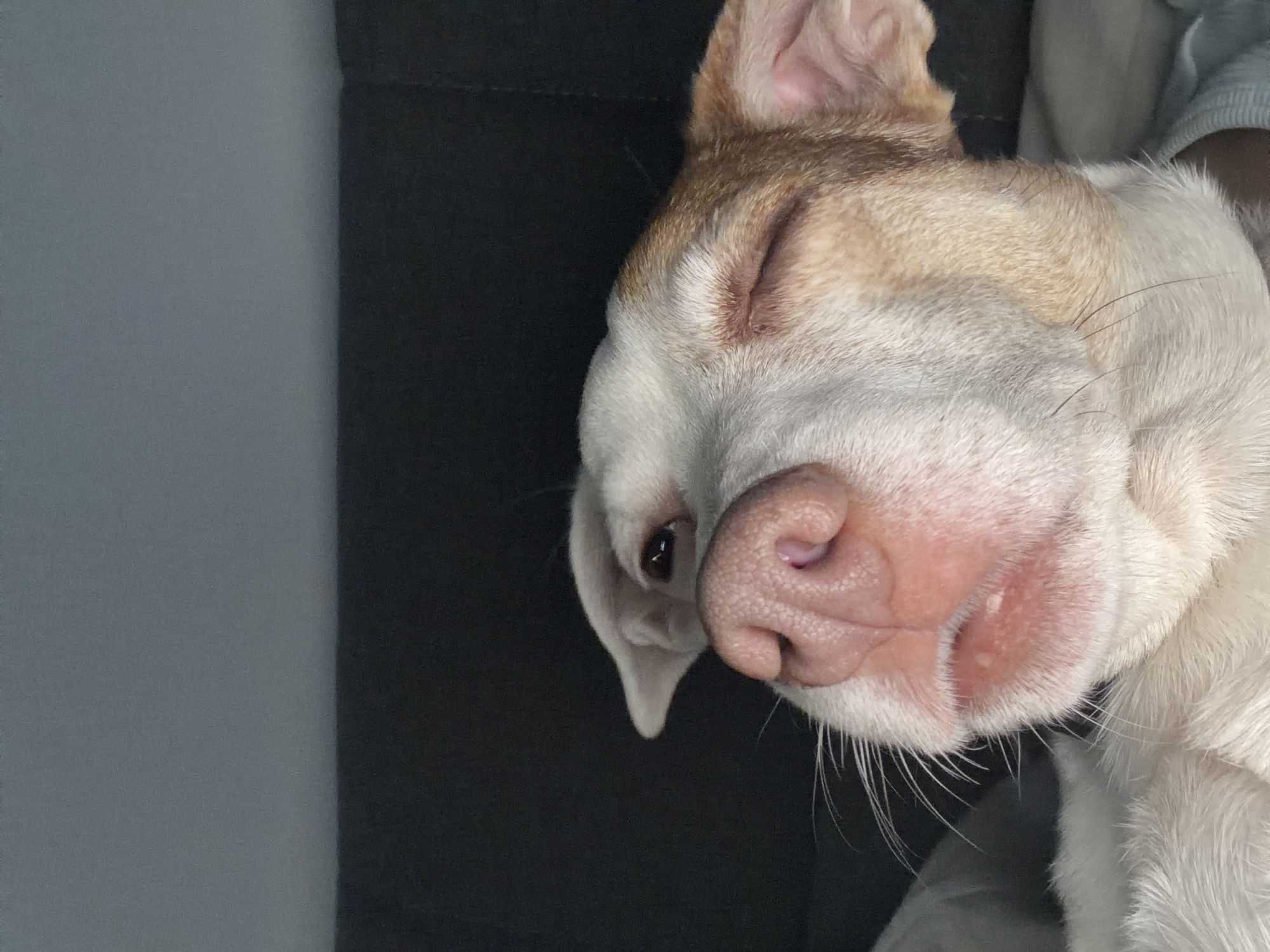 The image displays a close-up, upward-tilted view of a dog's head, predominantly focused on its facial features. The dog has white fur on its snout, chin, and chest area, with patches of tan or light brown fur around its right eye and ear. Its left eye is completely closed, while its right eye is partially open, gazing upwards. The dog's pink nose is prominent and slightly damp, and its mouth is slightly agape, revealing a portion of its lower gums and teeth, suggesting a state of relaxation or sleep. White whiskers extend from its muzzle. The background is a dark, out-of-focus surface, likely upholstery, with a lighter grey band visible at the top edge of the frame, indicating an enclosed environment such as a vehicle interior or a dark room. The specific location in Sofia, Bulgaria, cannot be determined from the visual information provided.