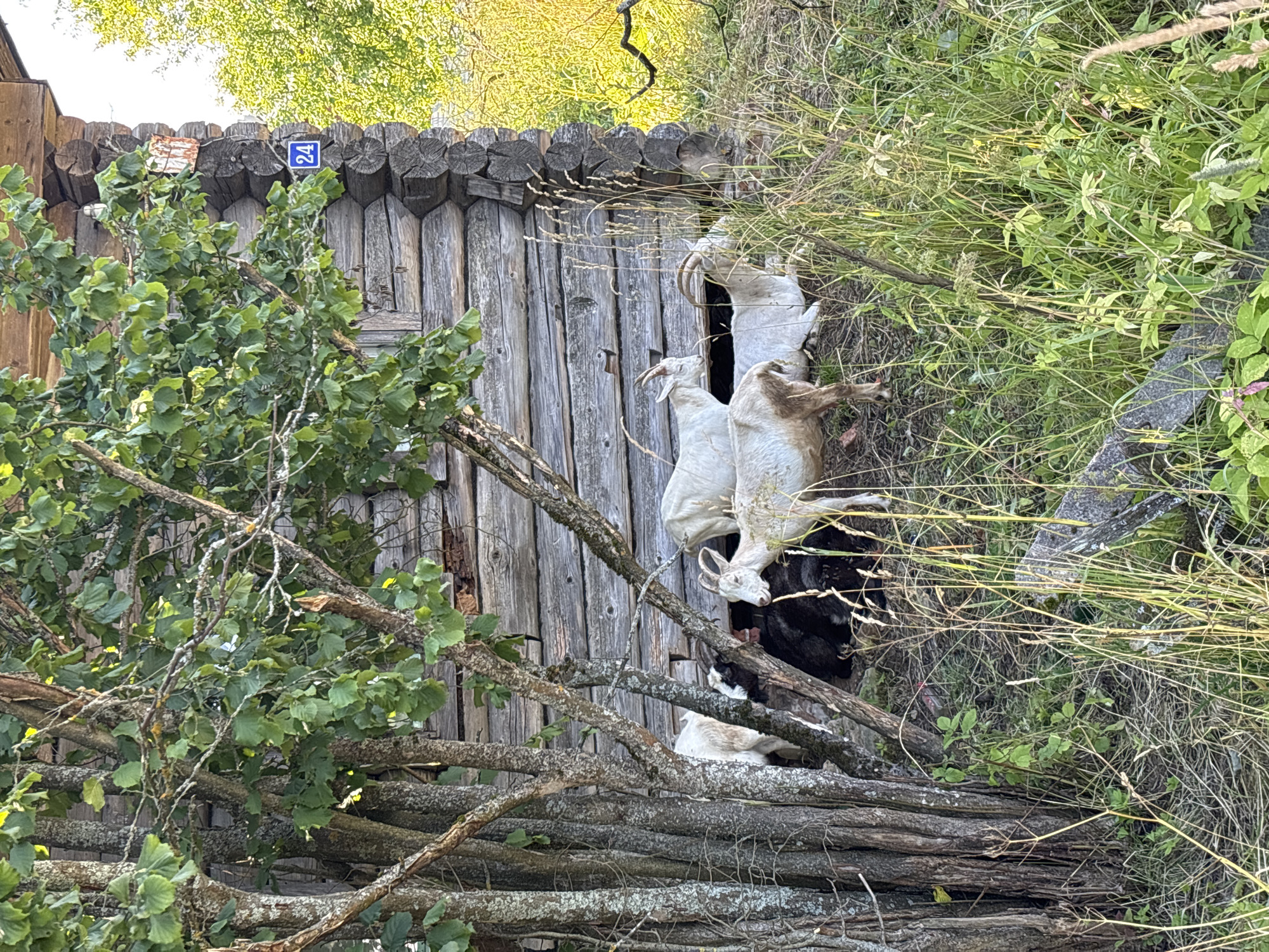 The image depicts a rustic scene in the village of Dunilovo, Russia, featuring several goats gathered near a weathered wooden building. The building appears to be constructed of logs, showing signs of age and exposure to the elements. A blue sign with the number "24" is affixed to the corner of the building. In the foreground, a cluster of trees with textured bark and lush green leaves partially obscures the view of the building and the goats. Several goats are visible, including at least one black goat lying down and multiple white goats standing and one lying down. They are situated on the ground, amidst tall grasses and vegetation, with some shade provided by the trees. The overall environment suggests a rural, natural setting.