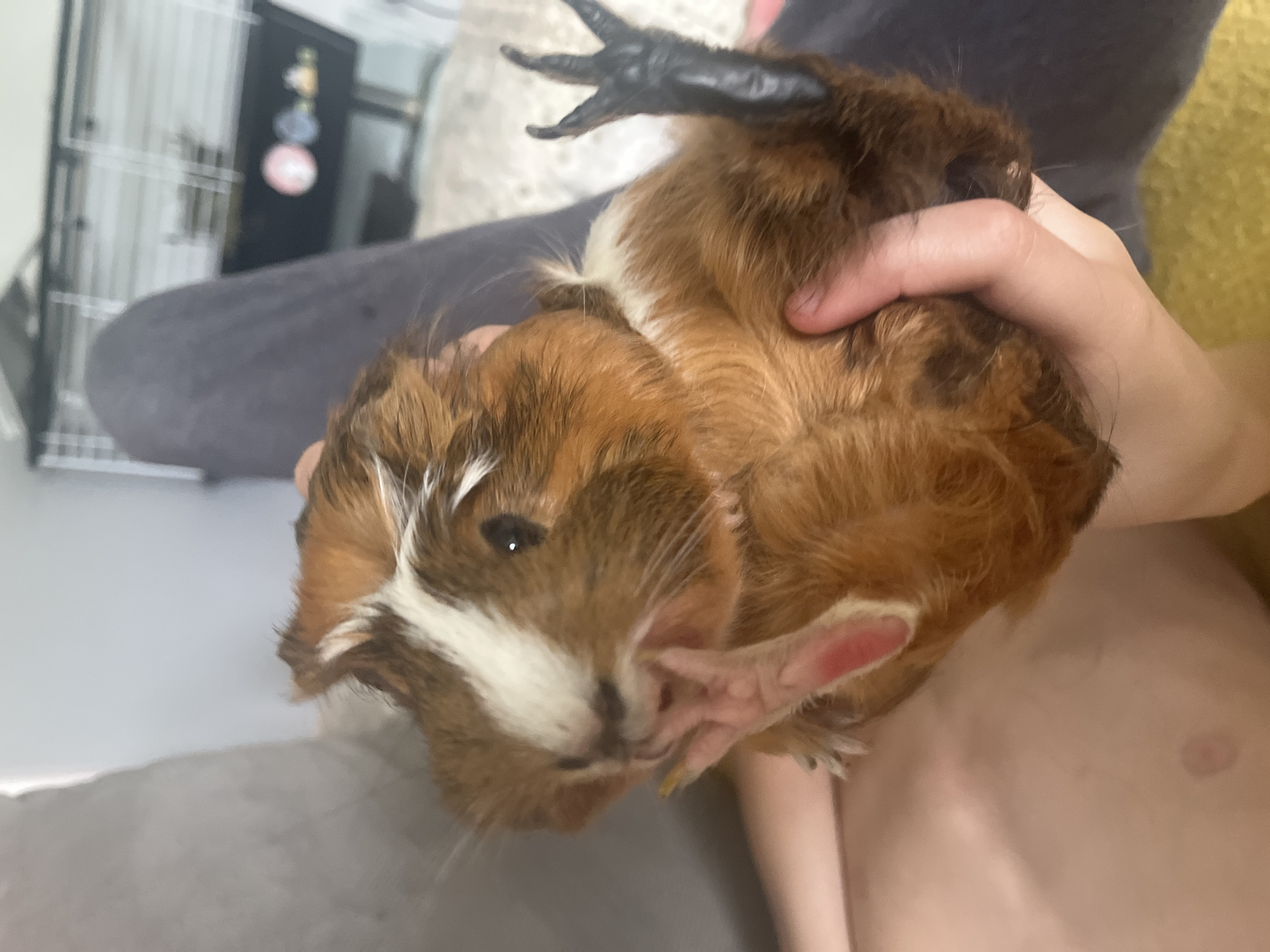 An overhead medium shot captures a guinea pig being held in a person's hands. The guinea pig has brown and white fur and is held on its back with its legs in the air. Its right front leg is raised near its face, and its left rear leg is extended upwards. The person's hands are gently holding the guinea pig. The background is blurred but appears to be an indoor setting with a couch on the left and a cage in the background. The lighting is natural and illuminates the guinea pig and the surrounding area.