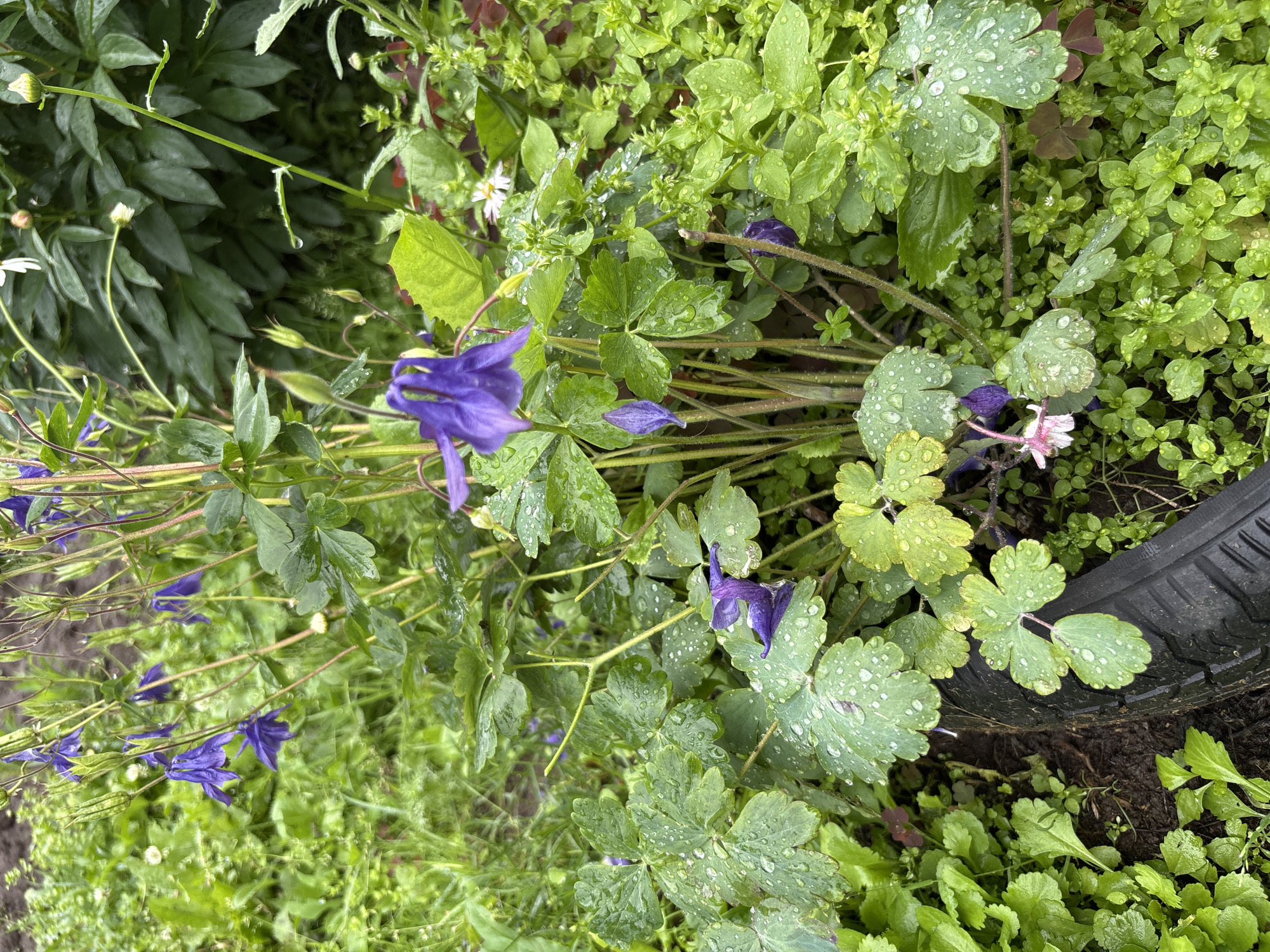 In the village of Ilpanur, Russia, a cluster of purple columbine flowers, adorned with water droplets from recent rain, are prominently featured in a garden setting. The flowers are surrounded by lush green foliage, with some leaves exhibiting a yellowish tint. A portion of a black tire is visible in the lower left corner of the image, partially buried in the dark soil. The background consists of more greenery, including larger, darker leaves from what appears to be a peony plant, and some smaller white flowers. The scene captures the natural beauty of the garden after rainfall.