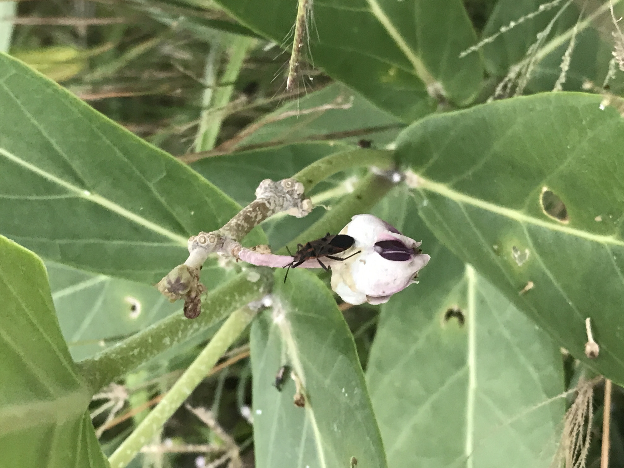 A close-up shot displays a flowering plant with broad, green leaves. A dark-colored insect with a long, slender body is perched on a white and purple bud. The plant is outdoors, amidst other greenery. The location is Lhokseumawe, Indonesia, but the specific details of the environment are not discernible from the image.