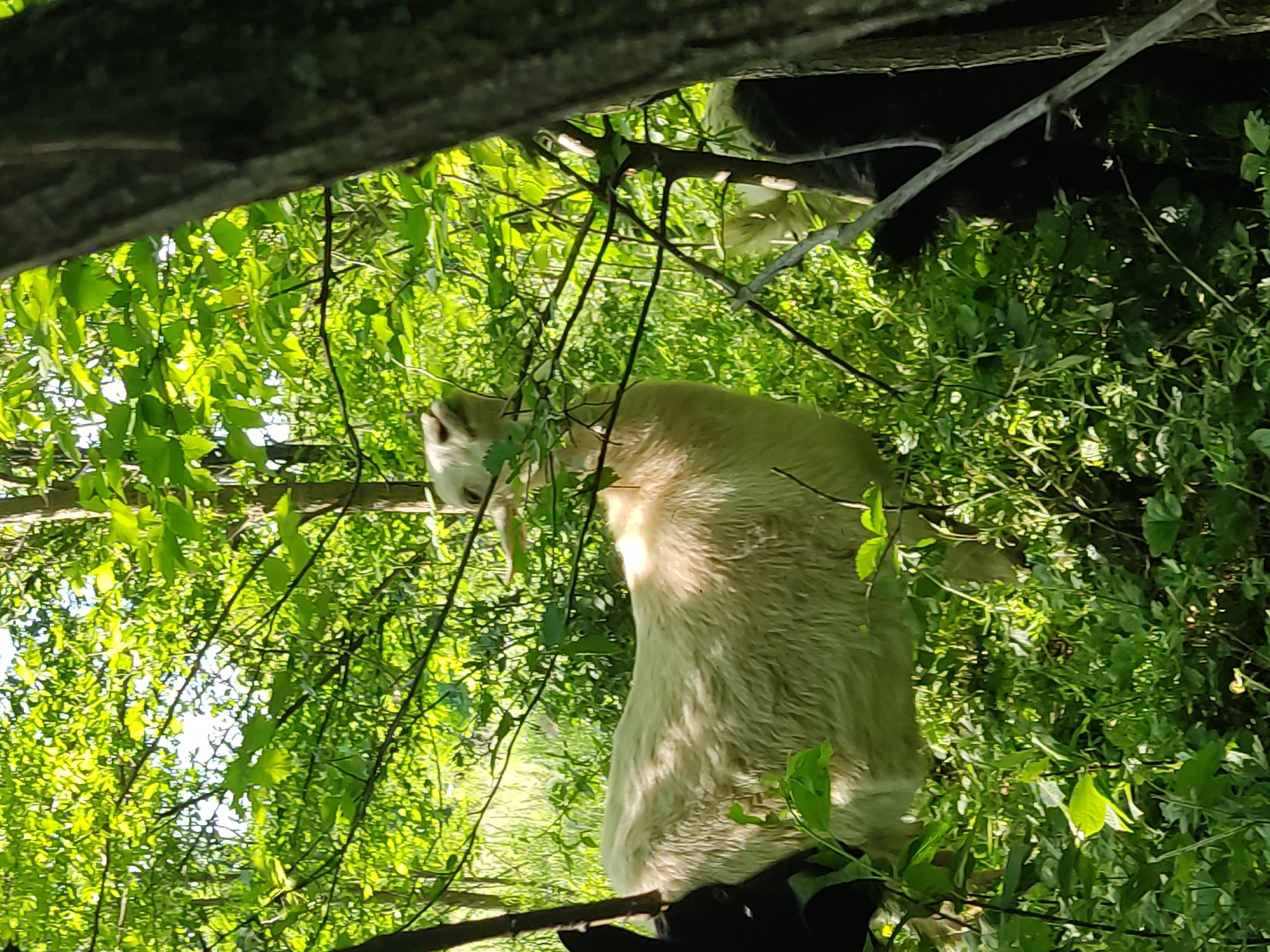 The image depicts three goats amidst dense green foliage in a wooded environment within Mospyne, Ukraine. A light-colored goat, likely white or cream, is positioned centrally and to the left, with its head extended upwards towards a leafy branch, indicating browsing. Its body is largely visible, covered in light-colored fur. To the far left, a portion of a black goat, including its head and neck, is partially obscured by foliage and a narrow tree trunk. On the far right, behind a substantial tree trunk, parts of another light-colored goat are visible, primarily its head and a section of its back. The scene is characterized by abundant green leaves and branches, forming a thick canopy and undergrowth. Several tree trunks, varying in diameter, are present throughout the frame. The lighting suggests natural daylight, with strong sunlight illuminating the leaves and the goats' fur, creating bright highlights and discernible shadows. The ground appears covered in lush green vegetation. No human subjects or man-made objects are visible.