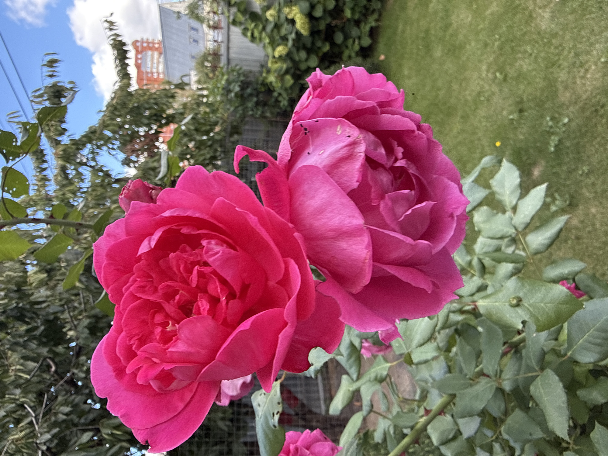 A close-up photograph focuses on two vibrant pink roses in bloom, positioned in the foreground. The roses, with their layered petals, are lush and detailed, showcasing their natural beauty. The background reveals a garden setting, complete with green foliage, a neatly mown lawn, and a wooden fence. In the distance, residential buildings and trees are visible under a cloudy blue sky, indicating an urban or suburban environment. This scene is located in the city of Zheleznogorsk, Russia, as confirmed by the distinctive architecture and landscaping typical of the region.