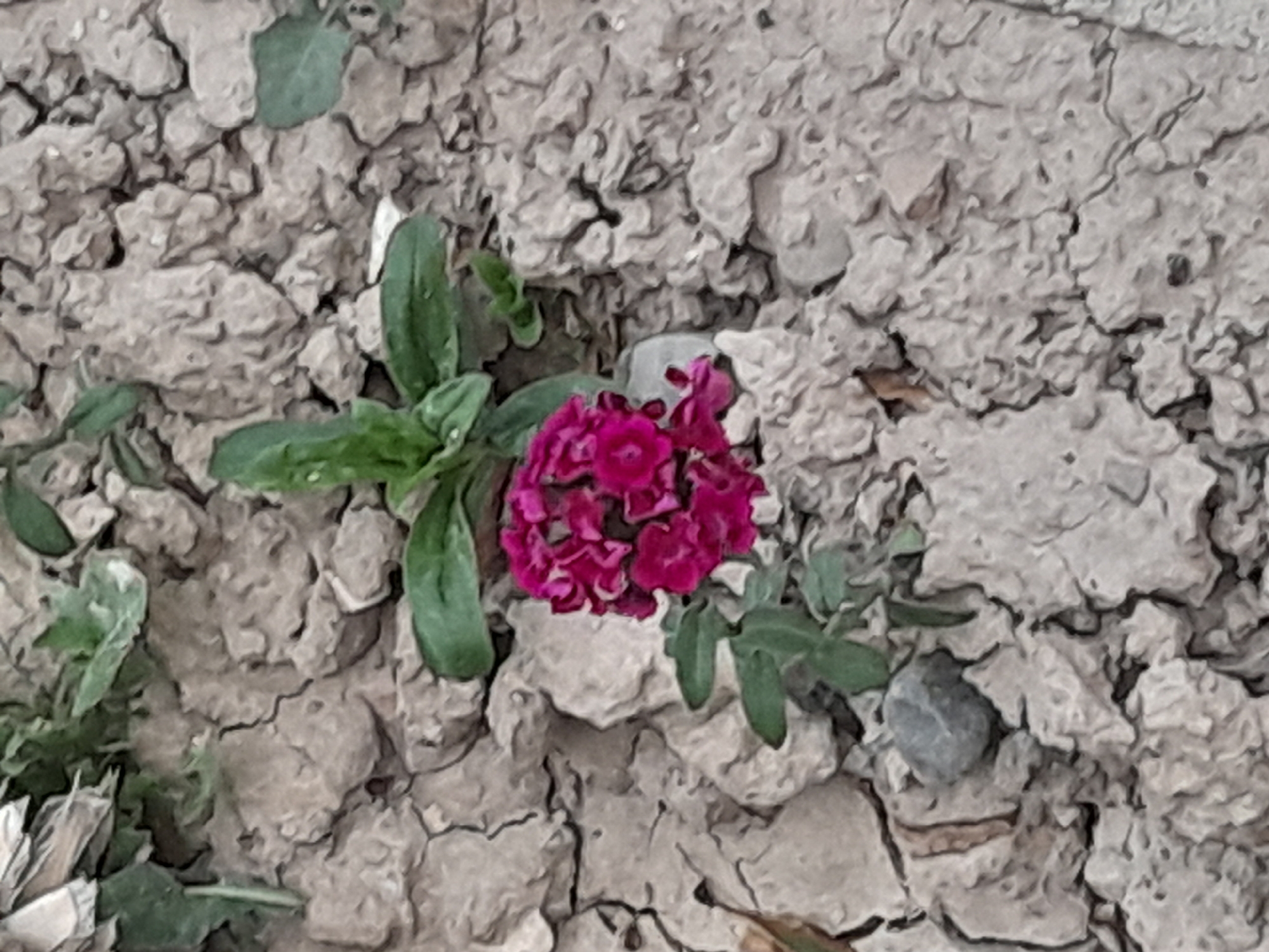 A close-up, high-angle shot captures a single cluster of small, vibrant magenta flowers blooming amidst cracked, dry, light-brown earth. The ground is textured with irregular shapes and deep fissures. A few slender green leaves sprout from the base of the flower cluster and a small, grey pebble is visible to the left of the flowers. The background is filled with more of the cracked earth and a few out-of-focus green leaves and stalks.