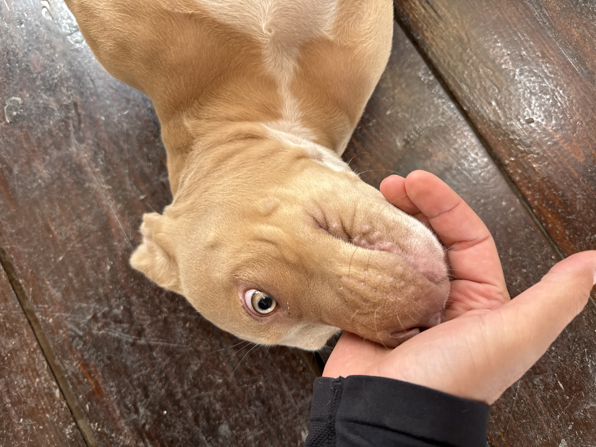 A tan puppy lies on a dark brown wooden surface. Its head is cradled in a person's hand. The location is unknown and there is no evidence to suggest it is in Çolpon-Ata, Kyrgyzstan.