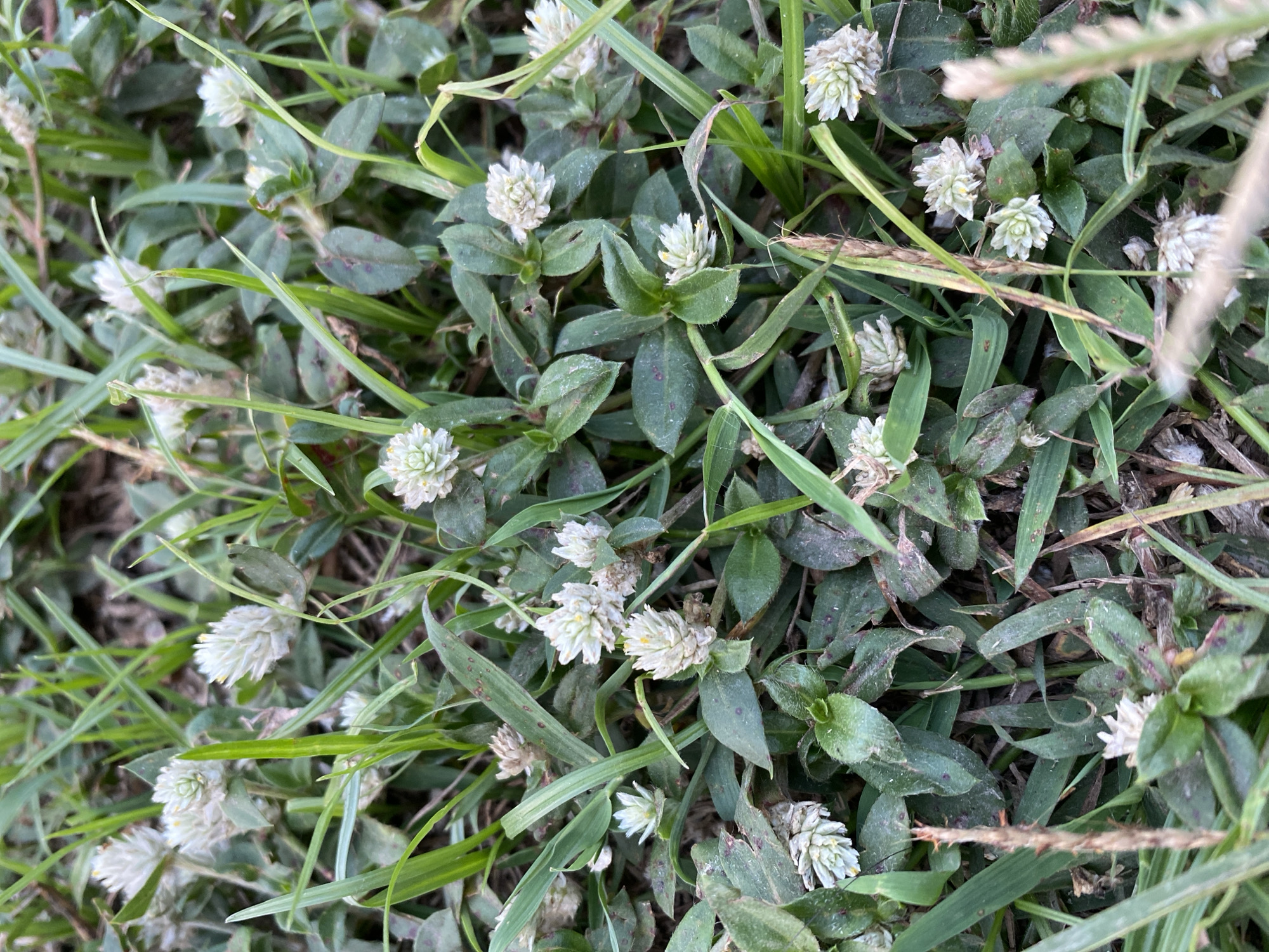 This is a close-up, overhead shot of white Gomphrena globosa flowers, commonly known as globe amaranth, growing in a patch of green grass. The flowers are small and globular, with a papery texture and visible yellow stamens. Some of the flowers appear more mature and slightly faded. The surrounding grass is a mix of healthy green blades and some drier, brown blades, suggesting a natural or semi-maintained area. The background consists of dark soil, indicating the flowers are growing directly from the ground. The overall scene is of a small, low-lying flowering plant in a grassy environment. The location is specified as Kasihan, Indonesia, suggesting a warm, possibly tropical climate where this type of flora would thrive. There are no people or animals visible in the image, and no actions or interactions are depicted. The image captures a natural, botanical subject in its environment.