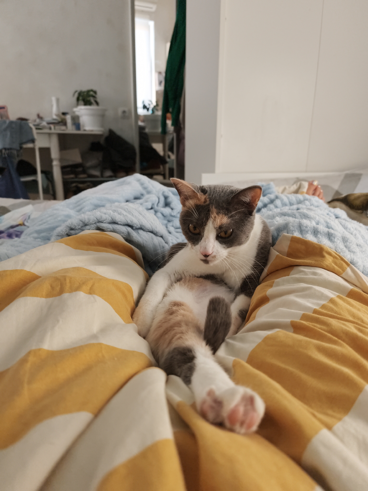 In a bedroom, a calico cat rests on a bed covered with a yellow and white striped duvet and a blue fluffy blanket. The cat is lying on its side, with its hind legs extended. In the background, a white shelf is visible, with various items on it, including a white pot with a plant. A mirror reflects a window and some green fabric hanging. The environment suggests an indoor domestic setting.
