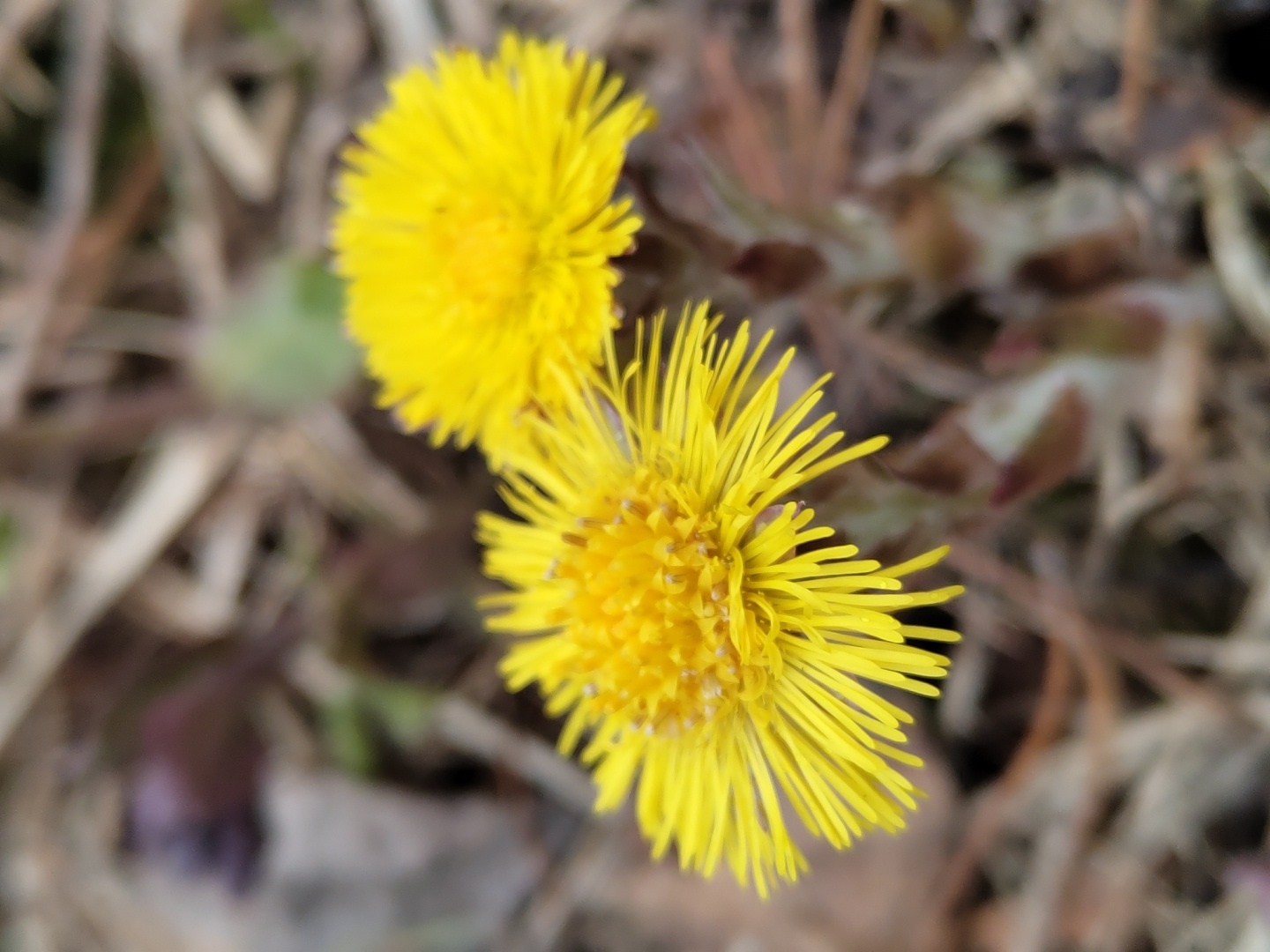 Two bright yellow flowers, likely coltsfoot (Tussilago farfara), are the central subjects of this close-up, top-down shot. One flower is positioned slightly above and to the left of the other, both standing out vividly against a blurred, natural background. The flowers display numerous slender, ray-like petals radiating from a densely packed, disc-like center. Their vibrant yellow color suggests fresh bloom.
The background consists of out-of-focus dried leaves, brown and beige plant debris, and hints of green, indicating an outdoor setting, possibly a woodland floor or grassy area. The soft blur of the background emphasizes the sharpness and color of the flowers. There are no human subjects or visible activity, focusing solely on the natural beauty of the blossoms. The lighting appears soft and natural, suggesting daytime conditions suitable for photography. The presence of these early-blooming flowers in Прикамский, Russia, hints at an early spring season. No text is visible in the image.