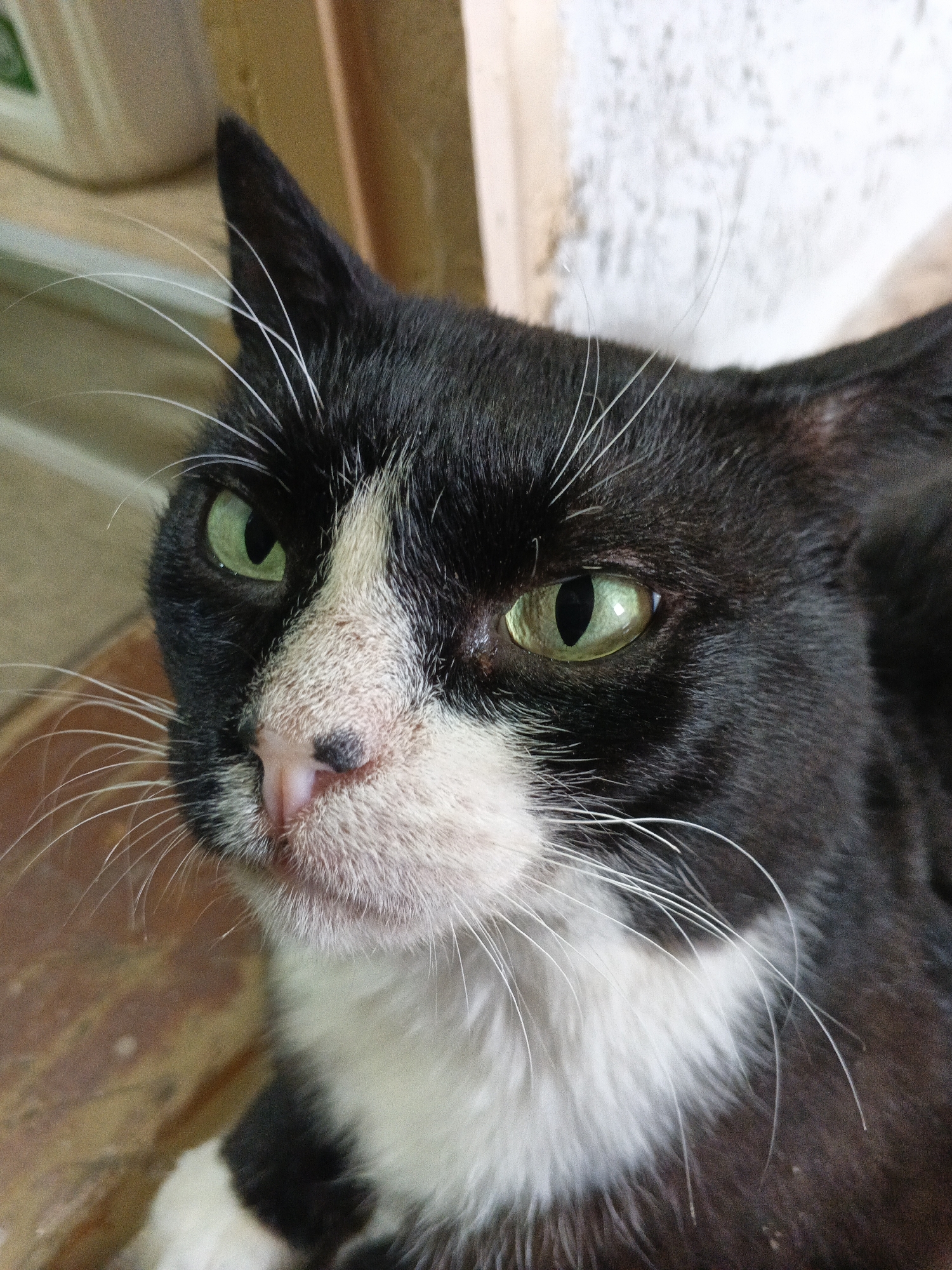 The image is a close-up, head-and-shoulders shot of a black and white cat with green eyes. The cat is looking directly at the camera with a neutral expression. Its fur is short and sleek, with distinct patches of black and white. The cat's nose is pink with a black spot on it. White whiskers extend from its muzzle. The background is blurred and appears to be indoors, with a wooden surface in the foreground and a textured wall or structure behind the cat. There is no information in the image to suggest it is located in Urtiushka, Russia.