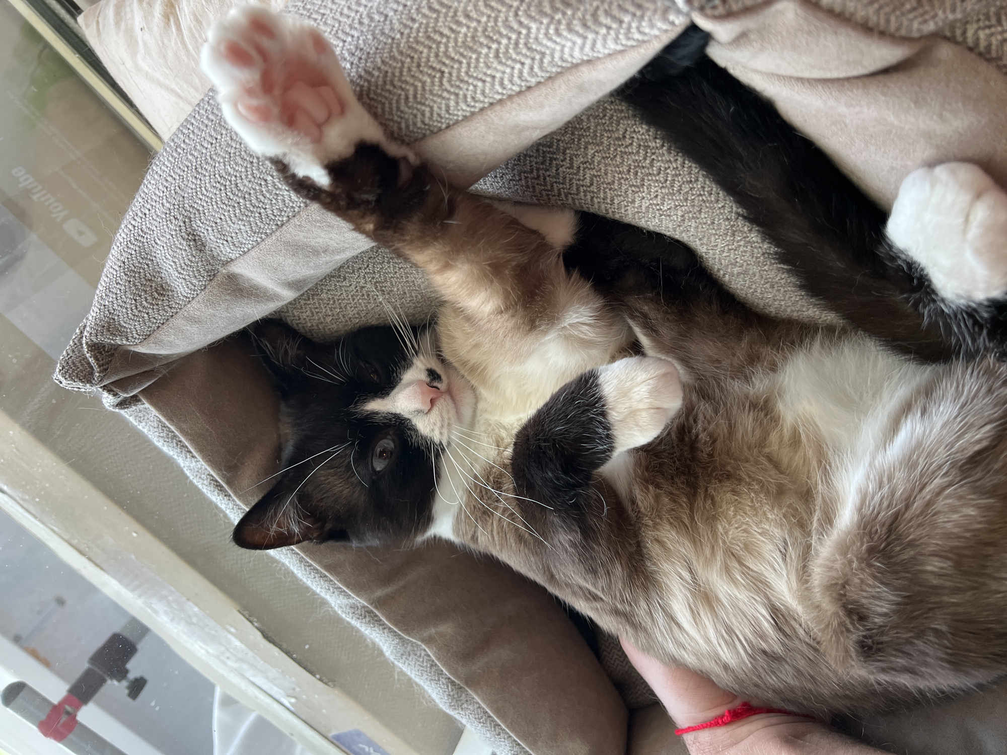 A cat lies on its back in a cat bed with one paw extended upwards. The cat has black and white markings on its head and brown and white markings on its body. The cat bed is made of a grey fabric and is positioned near a window. A person's arm and hand are visible at the bottom of the image, near the cat's abdomen. The person is wearing a red string around their wrist. The location of Noviy, Russia is not discernible from the image.