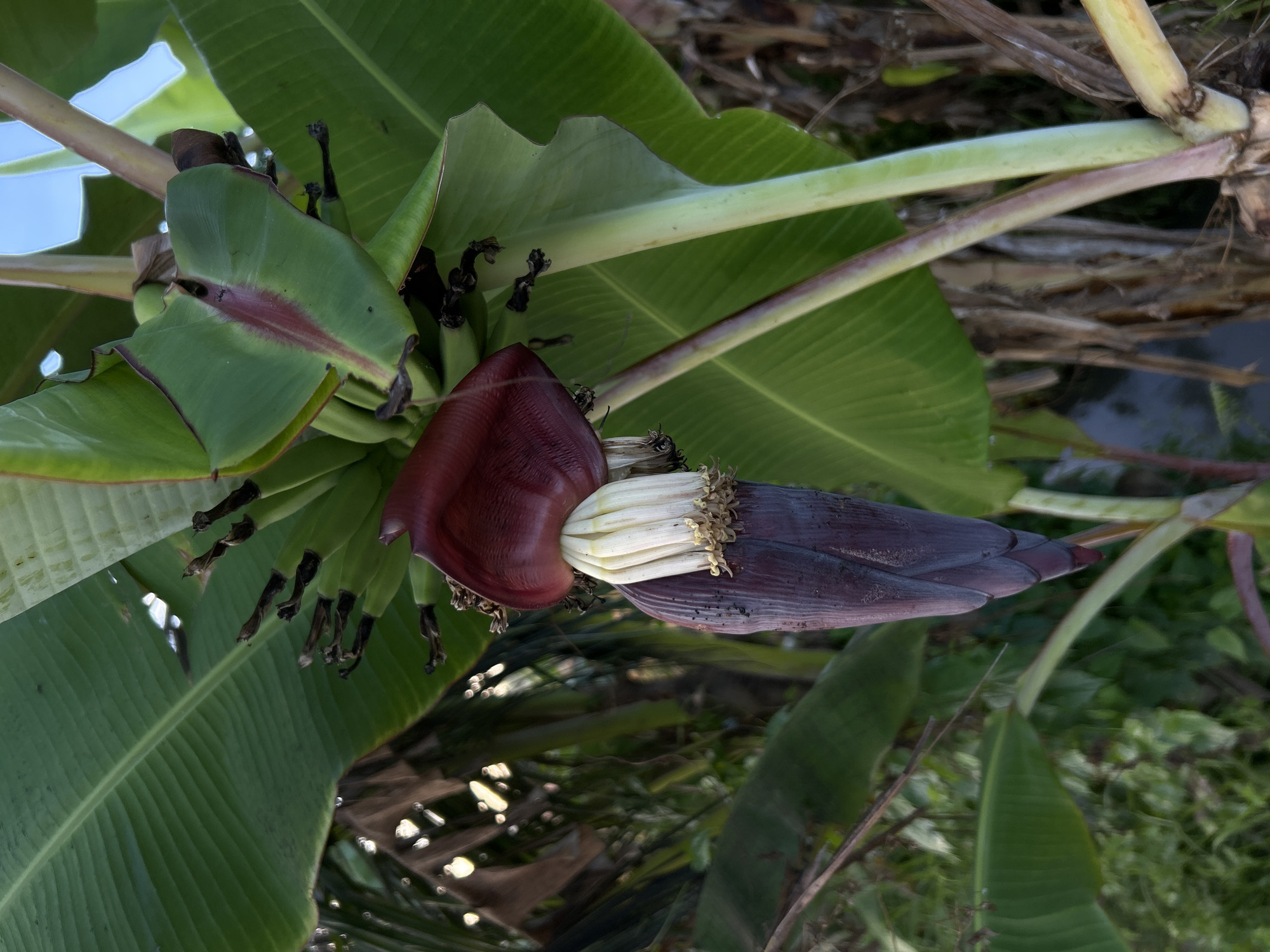 A close-up, eye-level shot captures the flowering bud of a banana tree, suspended beneath its large green leaves in Mengwi, Indonesia. The banana blossom, a dark reddish-purple teardrop shape, hangs prominently in the center of the frame. Above it, a cluster of small, undeveloped green bananas is visible, partially obscured by large, veined green leaves. The stem of the banana plant, a pale green with reddish-purple streaks, rises from the lower right corner. The background consists of more lush green foliage and hints of dried vegetation, with a blurry, dark body of water visible in the lower left, suggesting the plant is located near a canal or pond. The overall lighting is natural and diffused, with some highlights reflecting off the leaves.