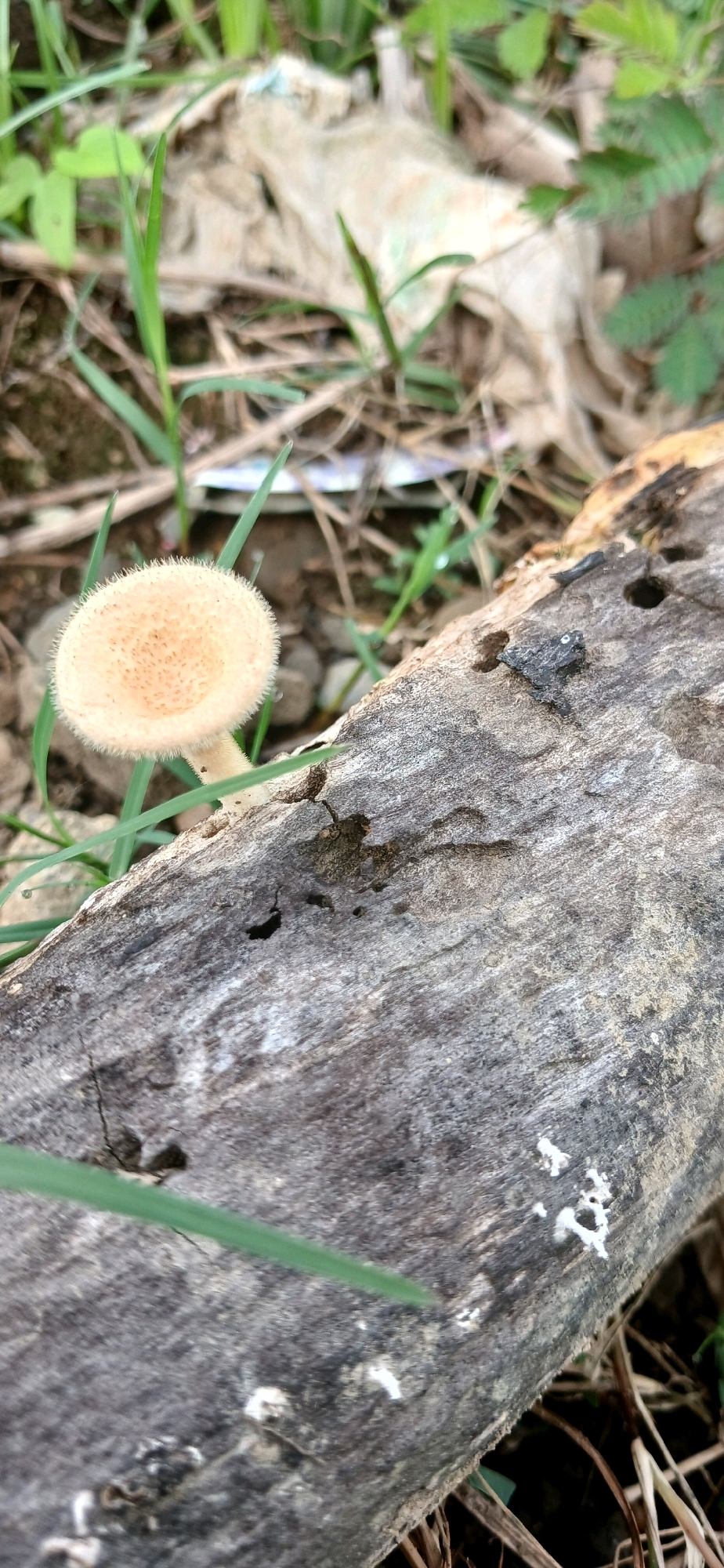 A macro photograph shows a single, small, pale tan mushroom growing among dry grass and twigs. The mushroom has a fuzzy, rounded cap with visible pores underneath, and a thin stem. It is positioned to the left of a rough, weathered wooden log that occupies the foreground and right side of the image. The log is grey and textured, with several small holes and some white fungal growth on its surface. In the background, out of focus, are more dry vegetation and what appears to be a piece of light-colored fabric or plastic debris. The lighting suggests an outdoor, natural environment, possibly during the day. There are no people or animals visible in the frame. The scene depicts a natural, albeit somewhat untidy, outdoor setting.