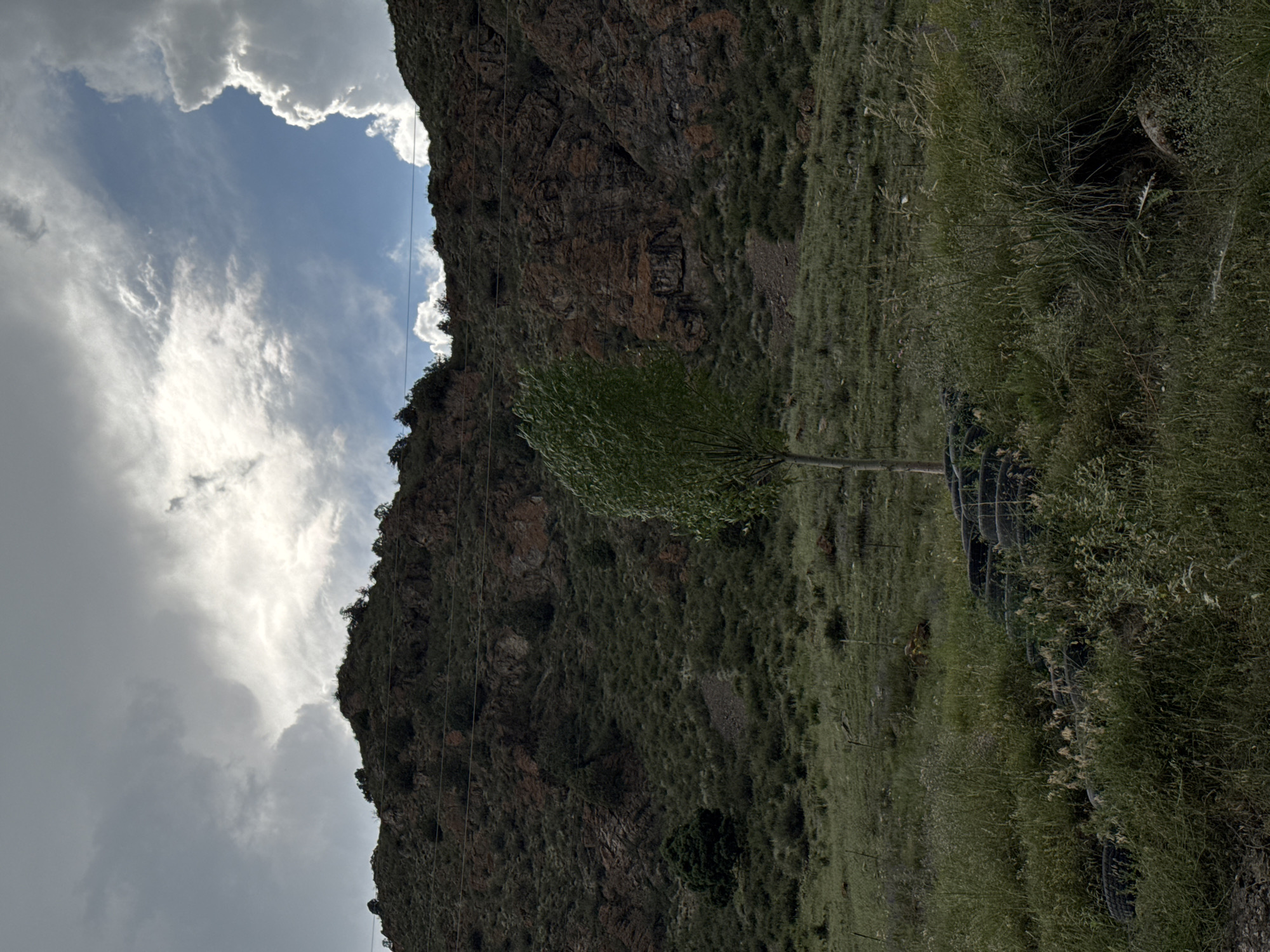 The image depicts a natural landscape with a steep, rocky hillside in the background. The hillside is covered in sparse vegetation and appears to be composed of reddish-brown rock. Several utility lines are strung across the hillside. In the foreground, there is a grassy field with a single, slender tree in the center. The tree has a full canopy of green leaves and is swaying slightly, suggesting a breeze. In front of the tree, a collection of dark, round objects, possibly old tires, are partially obscured by tall grass. The sky above is dramatic, with a mix of dark, heavy clouds and bright, illuminated sections where the sun is breaking through. The overall scene is rural and appears to be located in Kyzyl-Korgon, Kyrgyzstan, characterized by its mountainous terrain and open, undeveloped spaces. There are no people or animals visible in the frame.