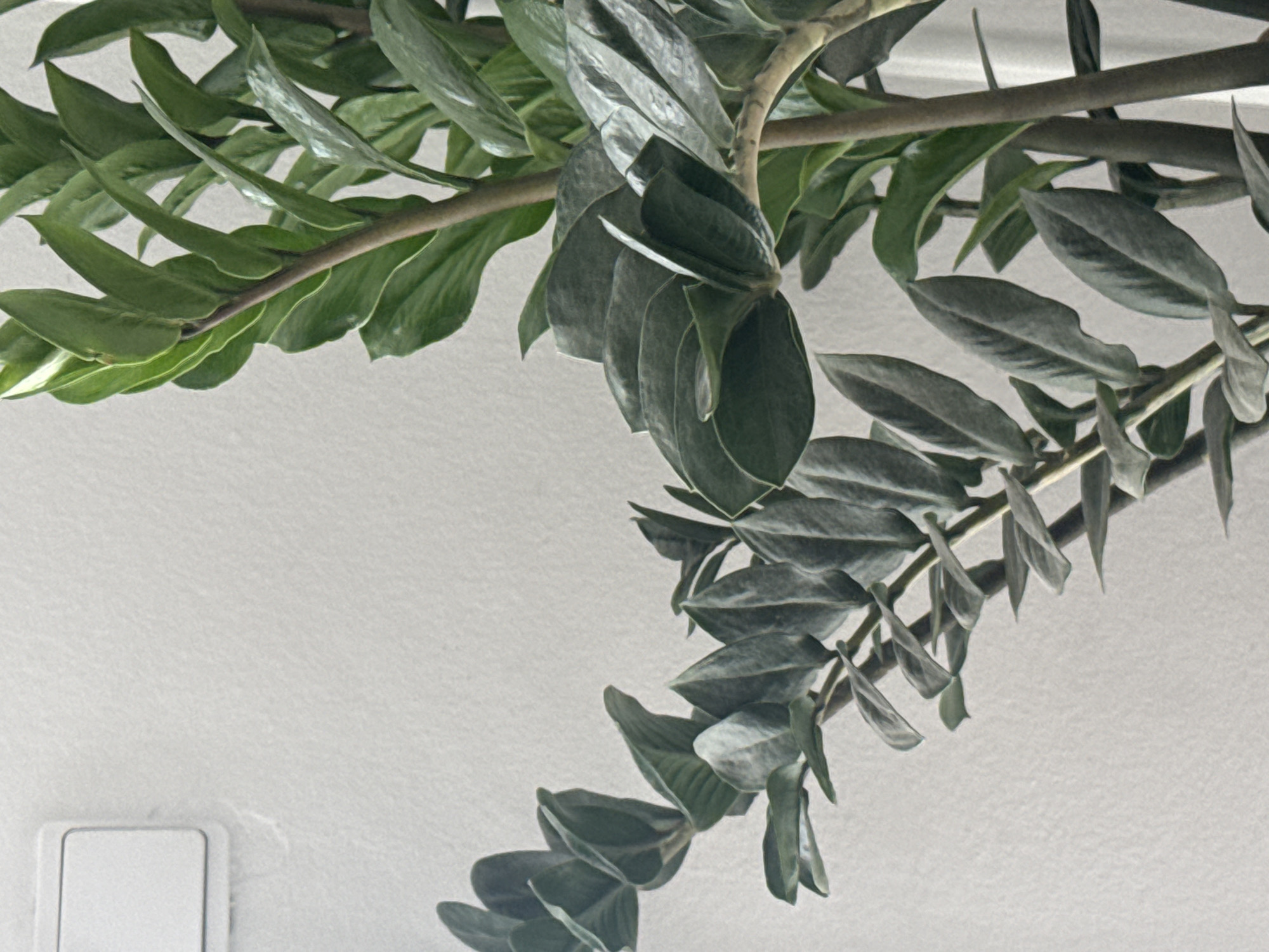 A close-up, vertical, eye-level shot shows a Zamioculcas zamiifolia plant with dark green, glossy leaves against a textured, light-colored wall. A white electrical outlet with a silver border is visible on the upper left side of the wall. The plant's stems are thick and brown, with leaves arranged alternately along the stems. Some leaves are pointing upwards, while others are drooping downwards. The lighting is soft and diffused, casting subtle shadows on the leaves. The image appears to be taken indoors, possibly in a residential or office setting. There are no people or animals present in the image. The location of this image is not specified as being in Oeiras, Portugal.