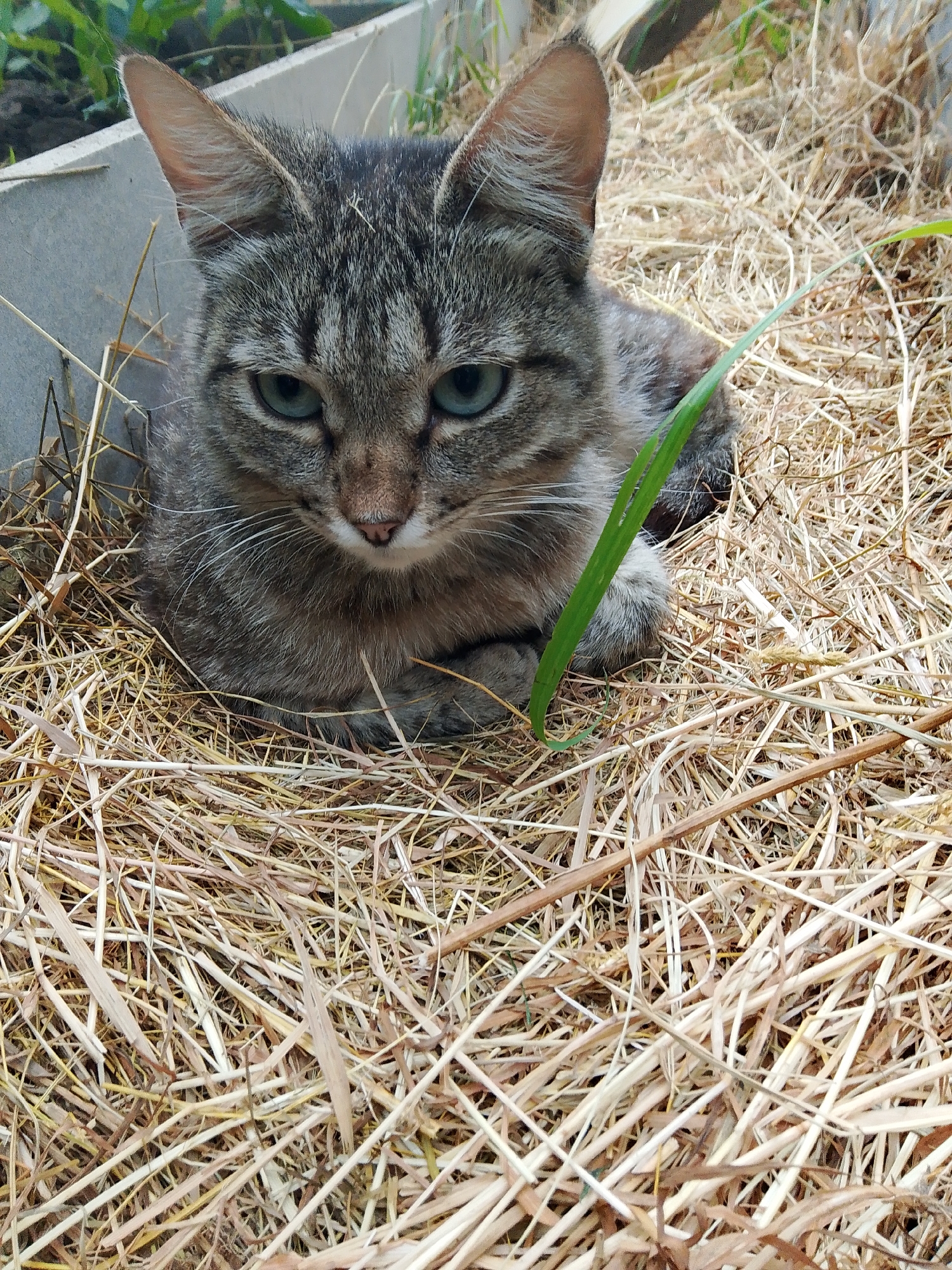 A medium shot captures a tabby cat resting in dry grass and straw, its body curled and paws tucked beneath its chest. The cat's fur is a mix of grey, black, and brown stripes, with striking green eyes that are partially closed. Its ears are alert, and its whiskers are prominent against its face. A single green blade of grass is positioned in front of the cat's face, partially obscuring its view. The background consists of dry, straw-like vegetation, with hints of green foliage and a grey, textured surface, possibly a concrete planter box, on the left side. The scene appears to be outdoors, in a natural or semi-natural environment. There is no indication of a specific location within the city of Kovrov, Russia, or any human presence.