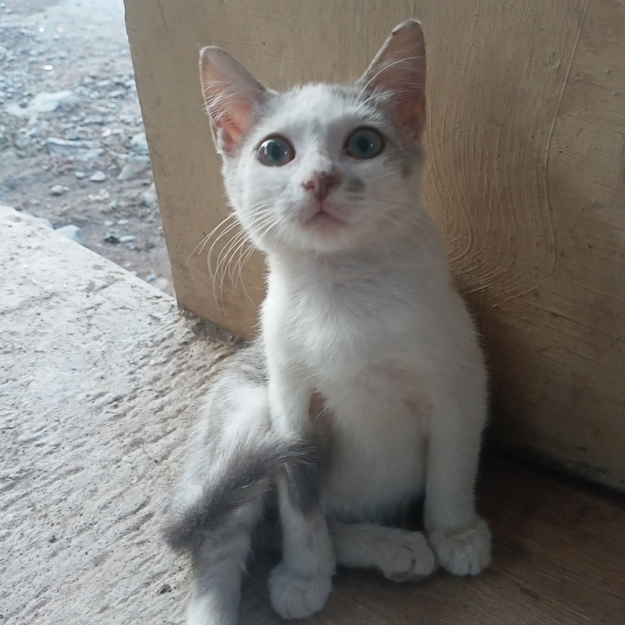 A young, white and grey tabby kitten is sitting on a concrete surface in front of a wooden wall. The kitten is facing slightly to the left and looking up with large, inquisitive blue eyes. Its ears are perked, and its whiskers are prominent. The kitten has grey tabby markings on its tail and a few patches on its face. The background shows a rough, stony ground and a textured wooden surface. The scene appears to be an outdoor setting, possibly a porch or the side of a building, located in the city of Ketowan, Indonesia.