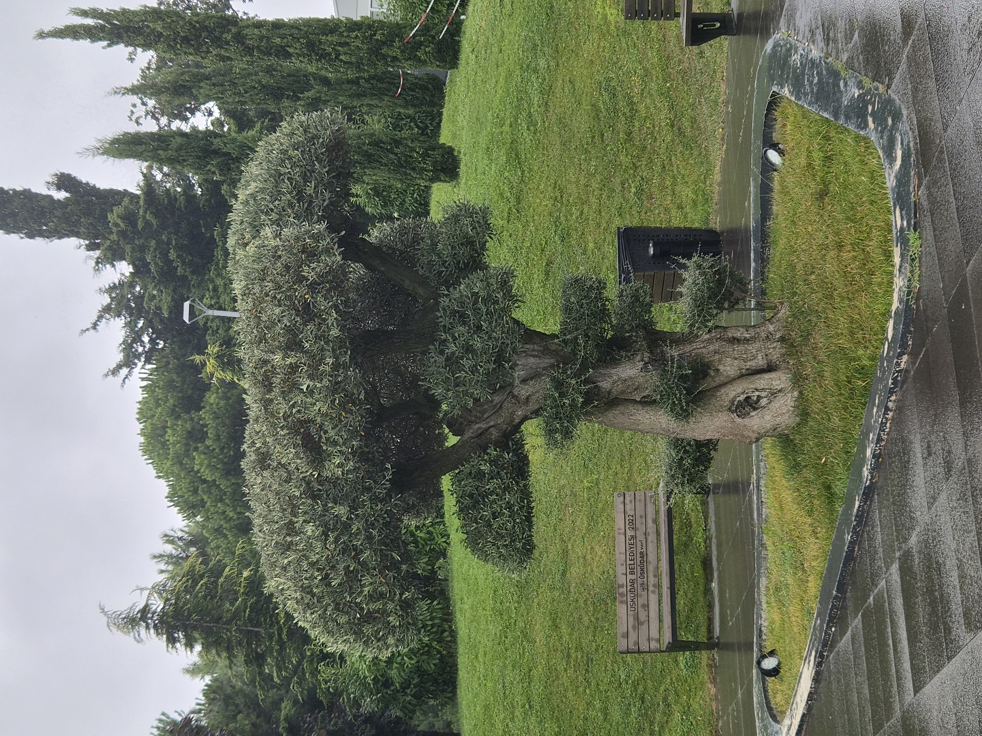 The image depicts an outdoor scene in a park, likely within the city of Üsküdar, Turkey. The focal point is a meticulously sculpted tree, possibly an olive tree, with a thick, gnarled trunk and a broad, flattened canopy. It is positioned in the center of a small, triangular grassy area surrounded by a dark, curved border. Several low-lying spotlights are visible within this area, illuminating the grass and tree base.
To the left of the tree, a wooden park bench is installed, bearing an inscription that reads "ÜSKÜDAR BELEDIYESI 2022" and "İyi ki ÜSKÜDAR'lıyız!". Adjacent to the bench, a black trash receptacle stands. The ground in the foreground is paved with dark, rectangular tiles that appear wet, suggesting recent rain.
In the background, a lush green lawn slopes upwards, dotted with various trees. These include tall, slender cypress trees and more densely foliated, rounded trees. The sky is overcast, contributing to a diffused, soft lighting in the scene. To the right, partially visible, is another park bench. The overall impression is one of a well-maintained public space on a damp day.