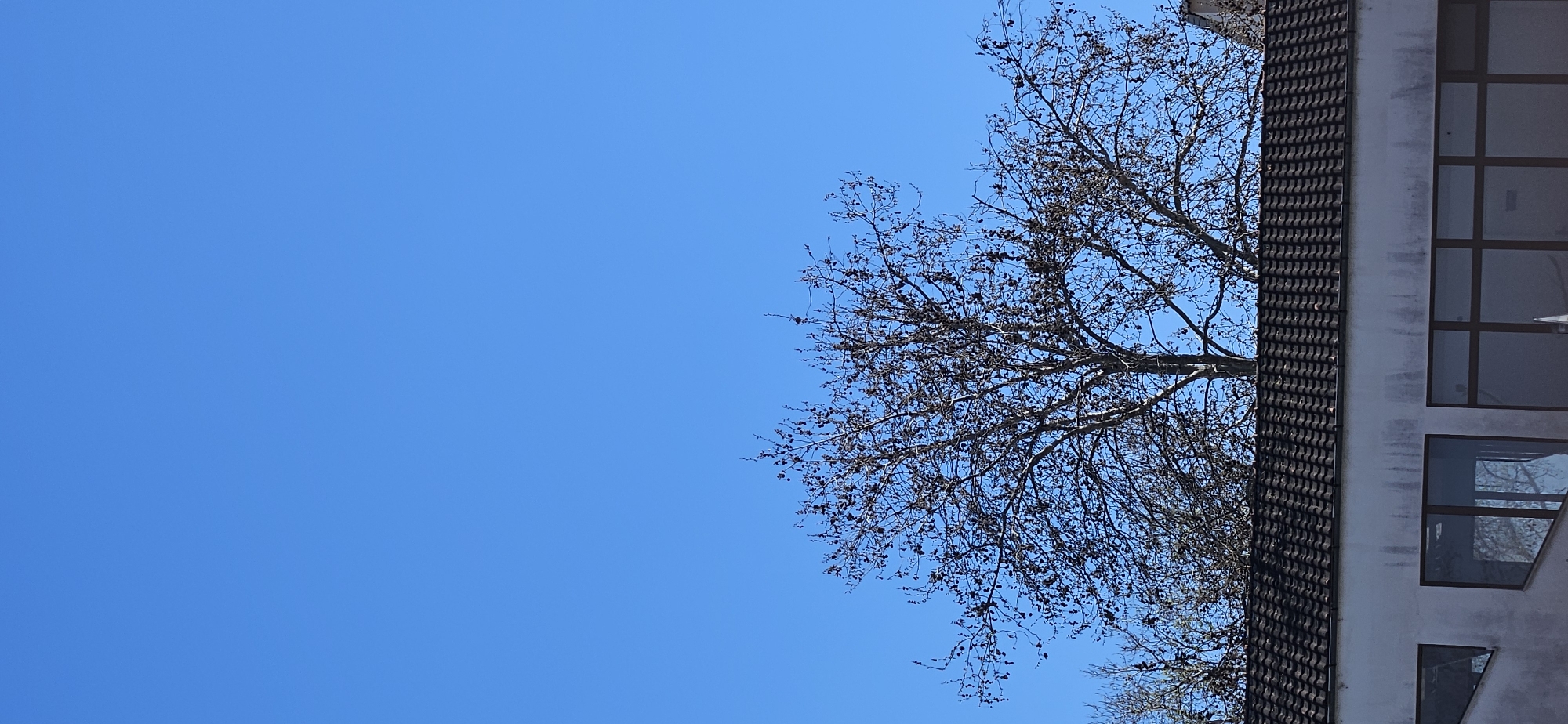 The image shows a building in Plovdiv, Bulgaria, juxtaposed against a clear blue sky and a bare tree. The building has a tiled roof and several windows. The tree is leafless, suggesting it is either late autumn or winter. The overall impression is one of urban architecture set against a natural backdrop.