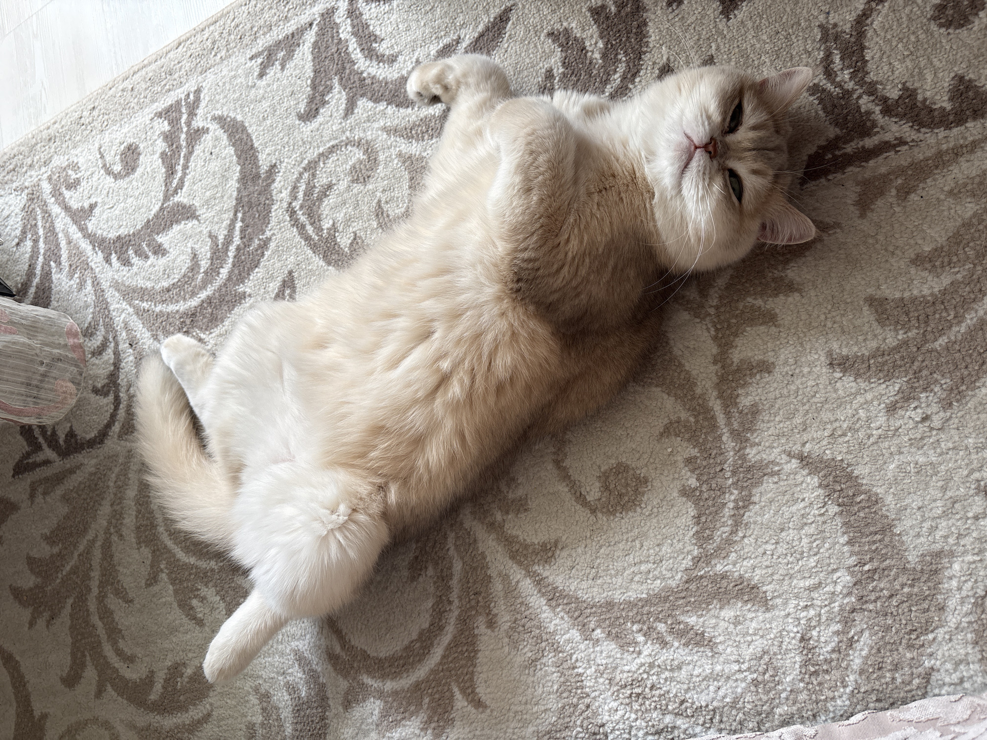 A light-beige cat is lying on its back on a patterned rug. The cat's front paws are crossed, and its tail is extended to the left. The rug has a light-beige background with brown floral patterns. The location is likely indoors in Chaikovsky, Russia.