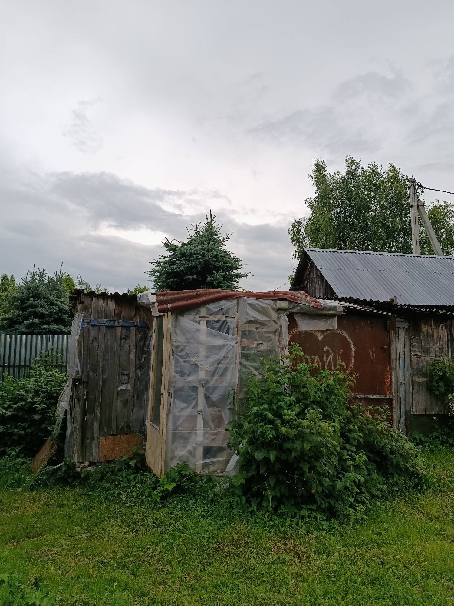 The image depicts a backyard scene in Vereya, Russia, featuring several weathered structures and overgrown vegetation. In the foreground, a patch of green grass is visible, transitioning to dense foliage that surrounds the structures.
The primary subjects are two rustic outbuildings. The structure on the left is made of vertical wooden planks, with some sections covered by clear plastic sheeting. A corrugated metal roof, possibly rusted, tops this building. Adjacent to it, to the right, is a larger, more industrial-looking shed with a corrugated metal roof and walls, some of which appear to be made of corrugated metal and wood. A large rusty metal door is prominent on this structure, bearing what appears to be graffiti in white paint. A temporary greenhouse-like structure, constructed with a wooden frame and covered in clear plastic sheeting, is situated between the two main buildings.
Several coniferous trees, likely spruce, are interspersed with deciduous trees in the background. A utility pole with wires stands to the right of the larger shed, indicating the presence of infrastructure. The sky is overcast with a mix of light and dark clouds, suggesting a cloudy or potentially rainy day. The overall impression is one of a utilitarian, perhaps abandoned or rarely used, outdoor space with a strong element of natural overgrowth. No people are visible in the image.