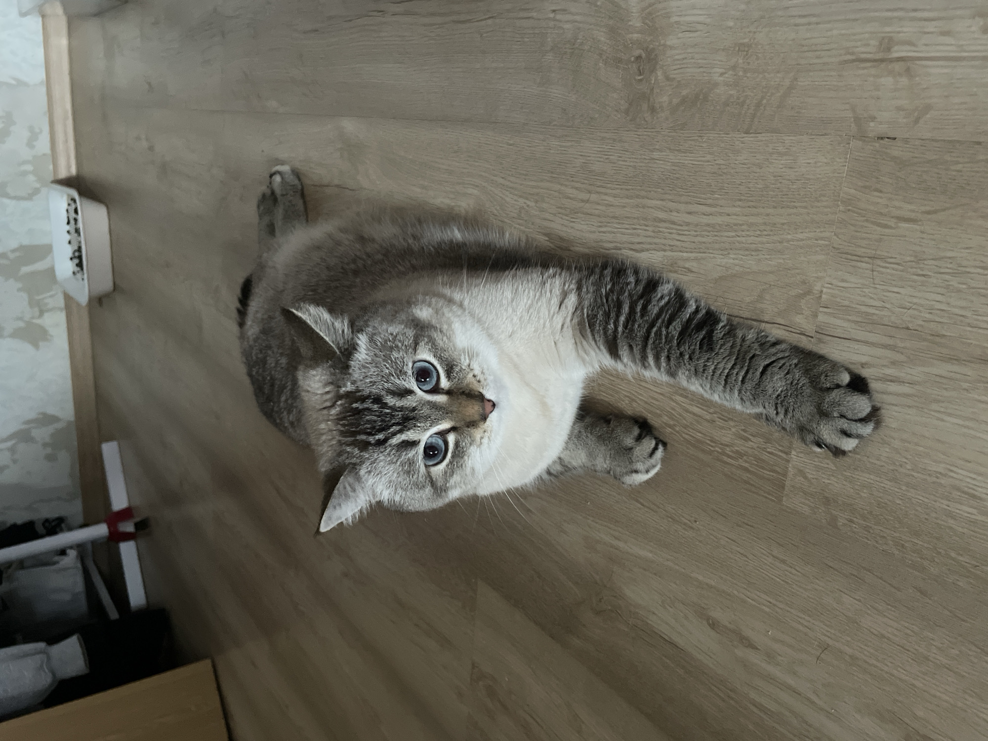 A domestic shorthair cat with striking blue eyes is lying on a light-colored wooden floor. The cat has tabby markings on its head and legs, with a lighter cream-colored chest and belly. Its body is positioned lengthwise, with its front paws extended forward and its back legs tucked slightly. The cat is looking directly at the camera. The environment appears to be indoors, with a portion of a wall visible in the background. There are some objects on the floor near the wall, including what appears to be a white pet food or litter tray. The lighting suggests it is daytime. The image was captured in Votkinsk, Russia.