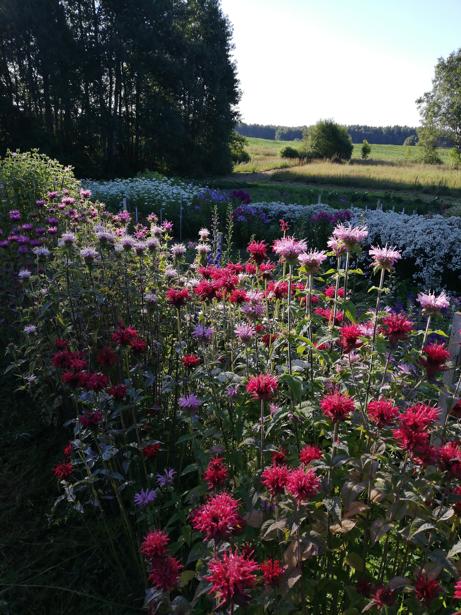The image depicts a vibrant flower garden bathed in sunlight, likely in the city of Novopagoshchskiy siel'ski Saviet, Belarus, given the context. The foreground is dominated by a dense collection of blooming Bee Balm flowers in various shades of pink and deep red, with some lighter pink and purple varieties interspersed. These flowers have a distinctive spiky appearance. Behind the Bee Balm, there are rows of white and purple flowers, possibly asters or phlox, creating a layered effect. The garden is set against a backdrop of tall, dark green trees that cast long shadows, suggesting it is either early morning or late afternoon. In the distance, a field with sparse trees and a clear, bright sky indicates an open, rural landscape. The scene is serene and showcases the natural beauty of the flora. There are no people or animals visible in the image.
