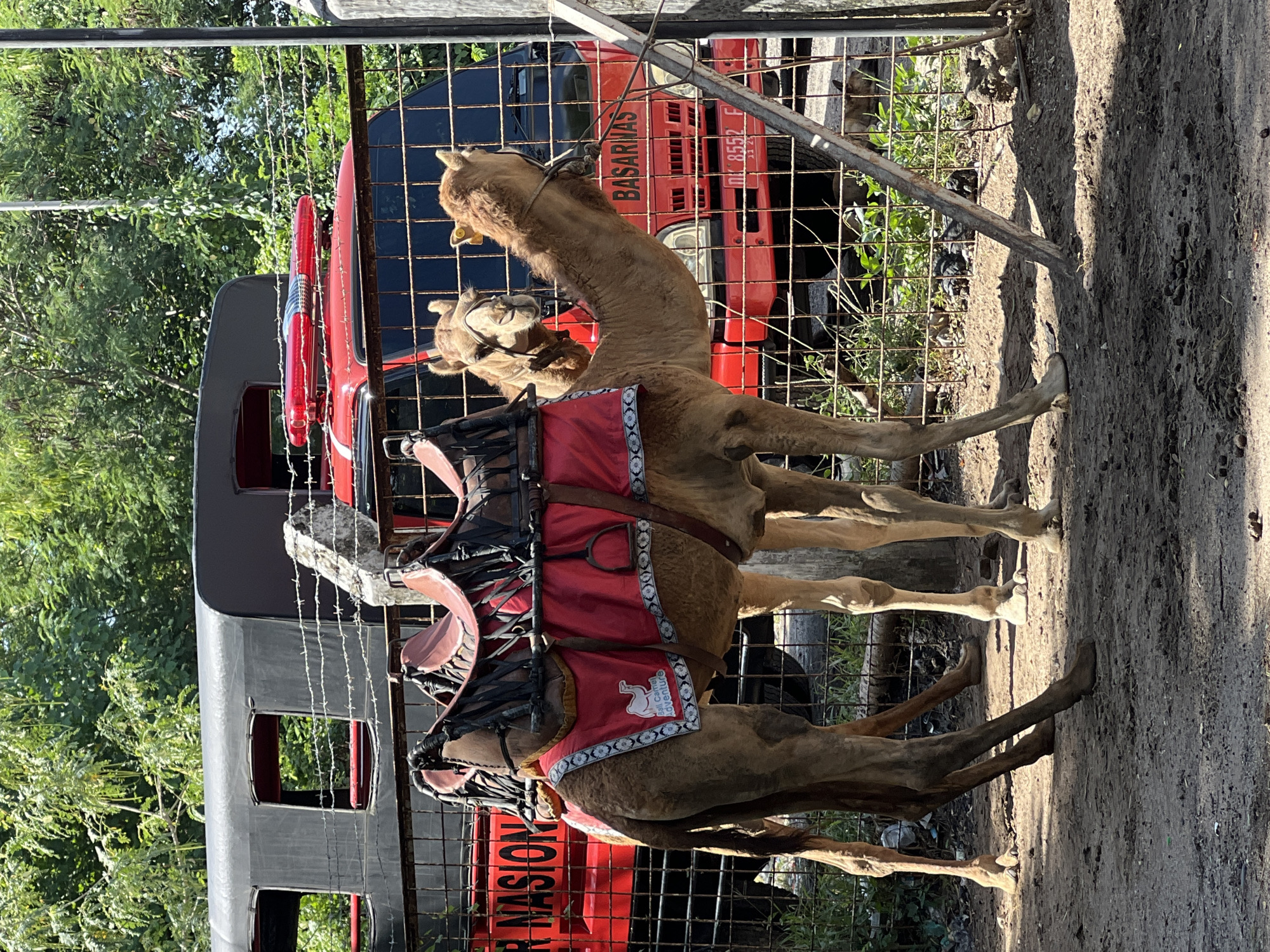 In Kuta, Indonesia, two camels are presented in an enclosure. The camel on the left is facing away from the camera, while the camel on the right is facing towards the camera and looking to the side. Both camels are equipped with saddles and decorated red blankets. Behind the camels, a red vehicle with "BASARNAS" written on it is visible, suggesting it may be a rescue or emergency service vehicle. The environment appears to be outdoors, with trees and a fence separating the camels from the vehicle. The ground is dirt and gravel.