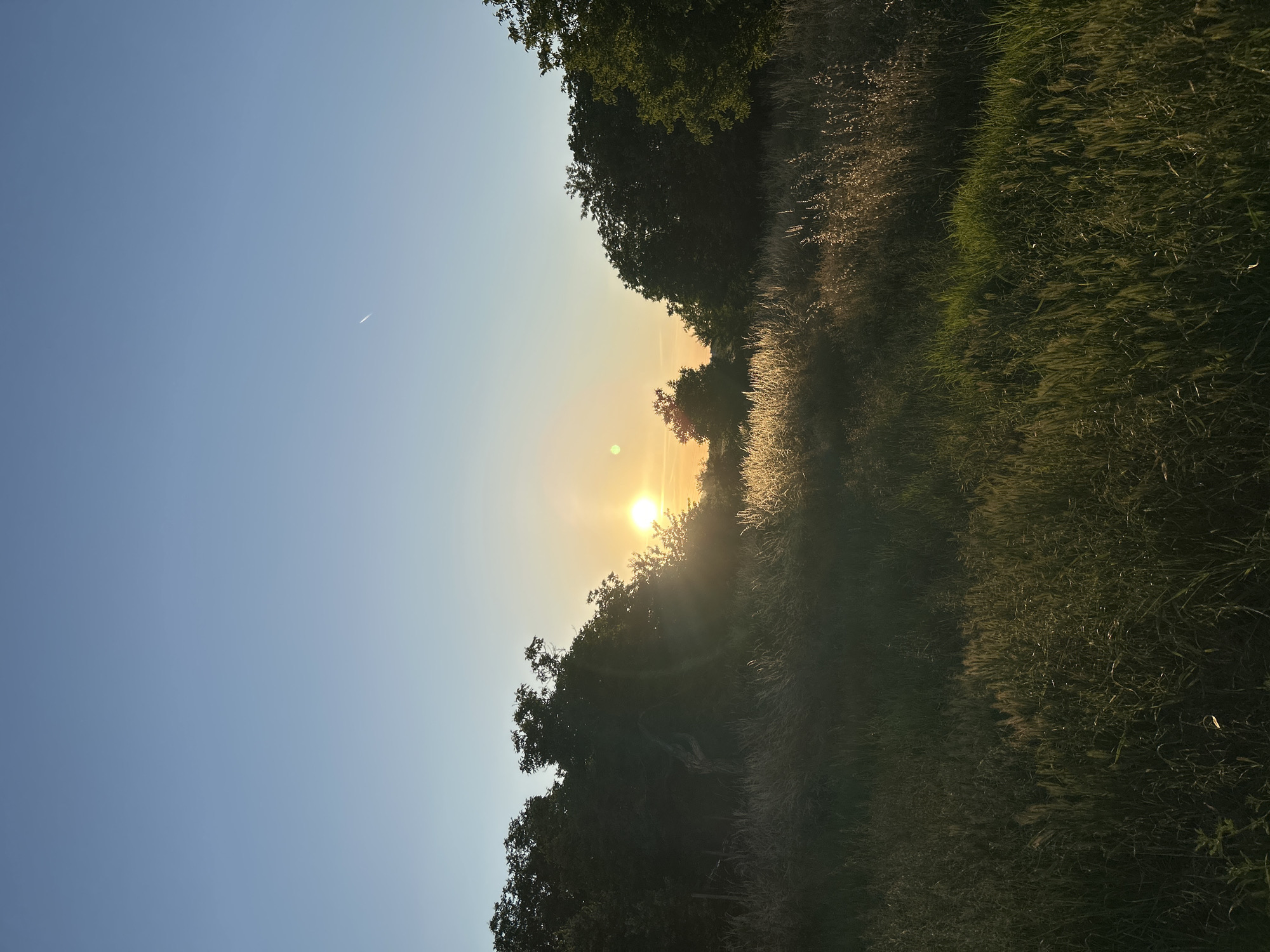 A vertical, medium shot captures a field of tall grass with a treeline bordering the horizon under a clear blue sky at sunset. The sun, a bright yellow orb, is low in the sky, casting a warm glow and lens flare on the left side of the image. Rays of light penetrate through the trees, illuminating the grass in the foreground. A faint contrail is visible in the upper right quadrant of the sky. The grass varies in color from green to golden brown, with individual blades catching the sunlight. The trees are dark green and silhouetted against the bright sky. The scene appears serene and natural, with no people or man-made structures immediately visible.