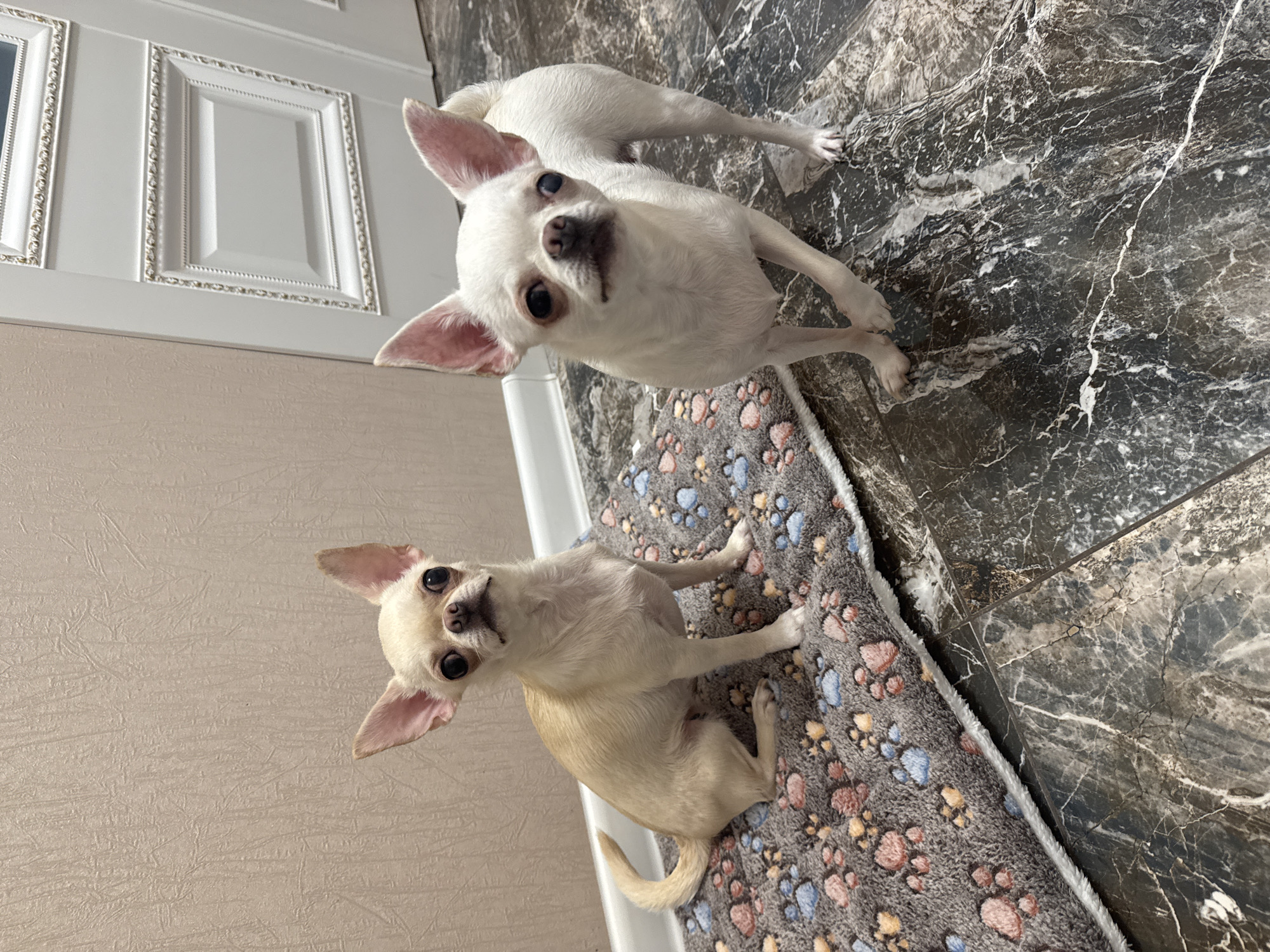 Two Chihuahuas, one fawn and one white, are standing on a marbled floor. The fawn Chihuahua is sitting on a grey pet mat with colorful paw prints. The white Chihuahua is standing next to the mat, facing forward. A light-colored wall and a white door with decorative molding are visible in the background. The scene appears to be indoors, possibly in a residential setting.