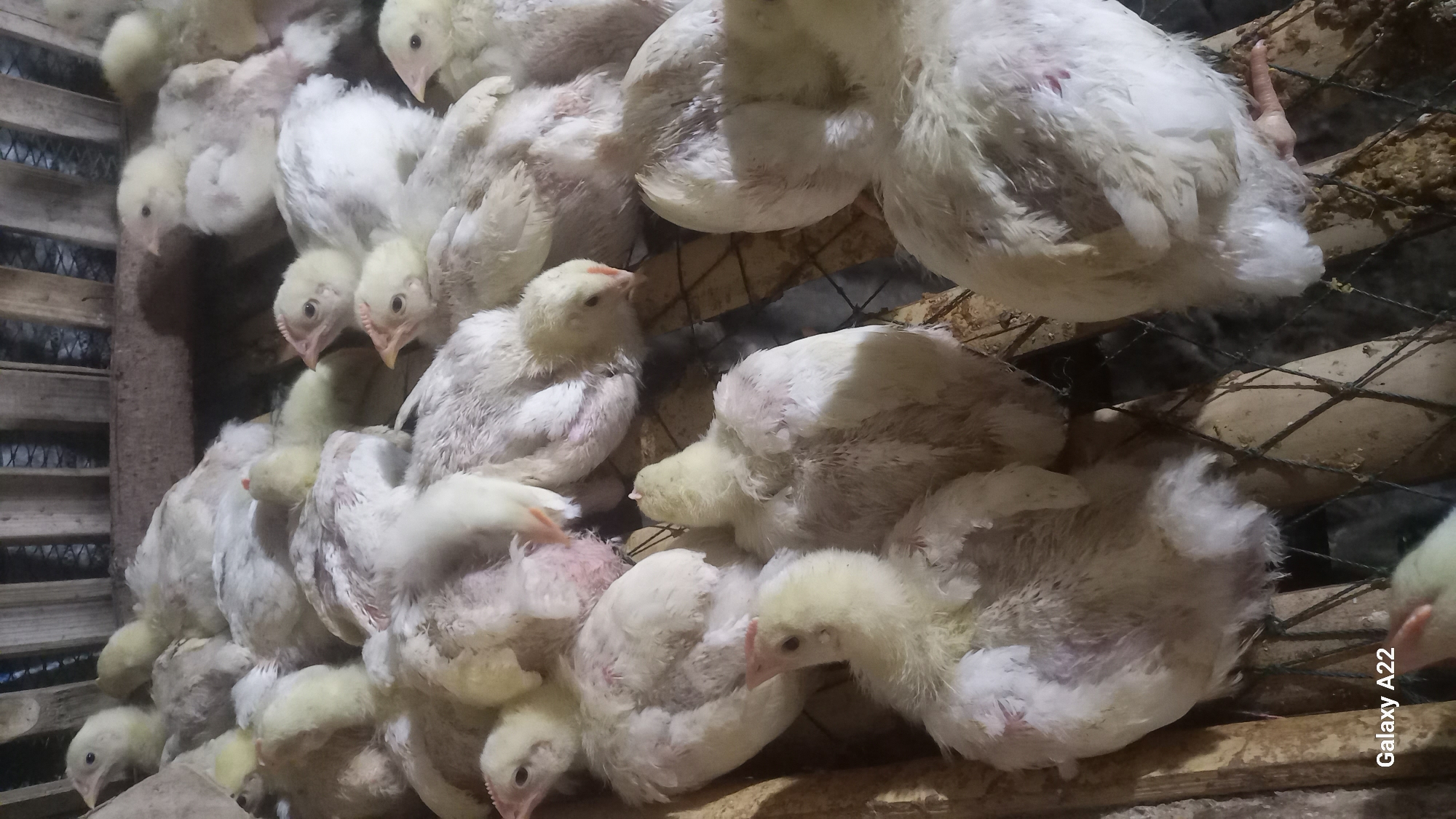 The image shows a close-up, high-angle view of a group of young chickens, likely broiler chicks, in a confined space. The chickens are mostly white and yellow, with some appearing to have pinkish skin visible. They are huddled together on a wooden and wire mesh surface, which appears to be a coop or enclosure. Some of the chickens have their heads up, looking around, while others are in various resting or feeding postures. The background consists of wooden slats and wire mesh, suggesting an agricultural setting. The lighting is dim, casting shadows and highlighting the texture of the chickens' feathers. The bottom left corner of the image displays the text "Galaxy A22," indicating the device used to capture the photograph. The scene is indoors, likely within a farm or poultry house in Kelurahan Kambajawa, Indonesia, where such livestock farming is common.