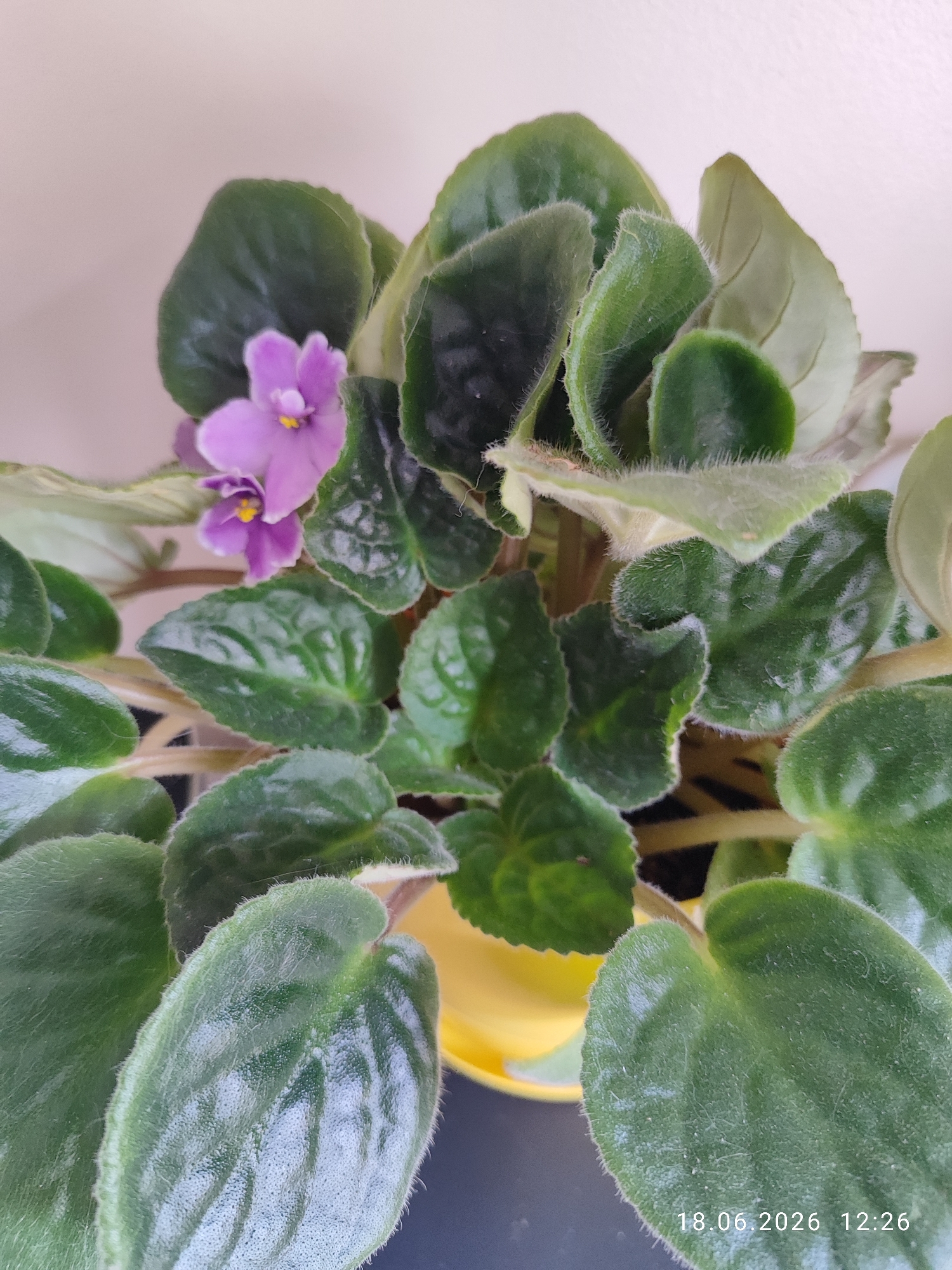 The image shows a close-up view of a potted African violet plant with vibrant green, fuzzy leaves and two delicate purple flowers. The plant is in a yellow pot, partially visible at the bottom. The background is a plain, light-colored wall, suggesting an indoor setting. The lighting appears to be soft and natural, possibly from a window. The focus is on the detailed texture of the leaves and the intricate structure of the flowers. The image includes a timestamp in the lower right corner: "18.06.2026 12:26". There are no people visible in the image. The overall impression is one of quiet beauty and the simple elegance of a houseplant.