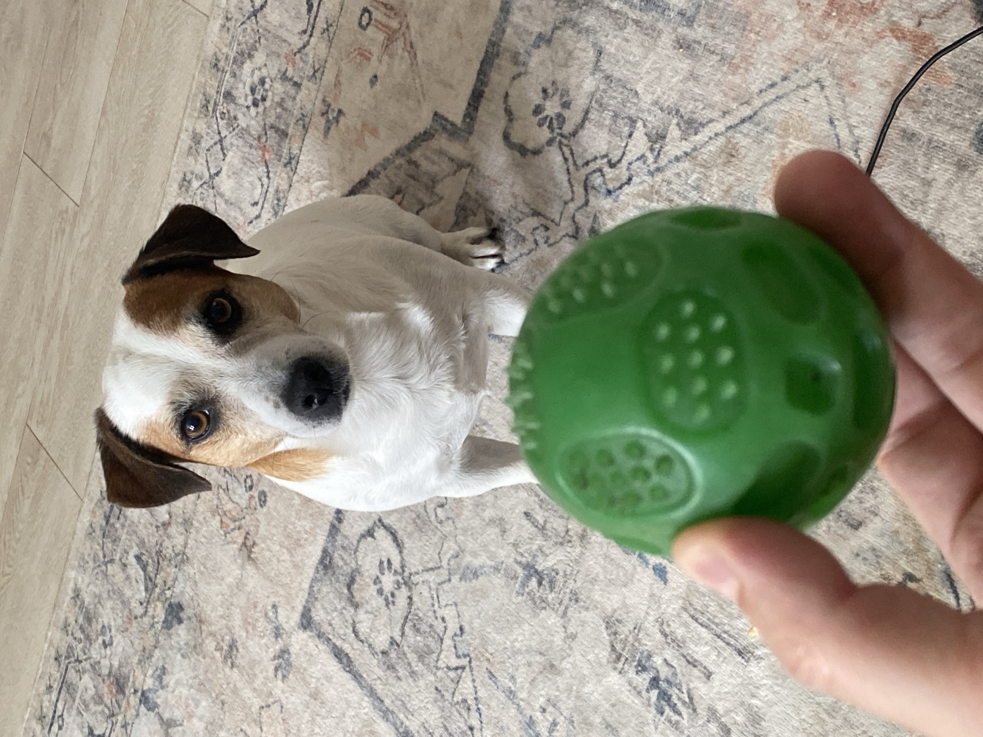 This is a top-down, angled photograph of a dog and a human hand holding a green ball. The dog, a white and tan Jack Russell Terrier, is lying on a patterned rug. Its head is tilted, and it appears to be looking up at the camera or the hand. The dog has dark brown eyes, a black nose, and brown markings on its ears and around its eyes.
The human hand, which is in the foreground and slightly out of focus, is holding a textured green ball. The ball has circular indentations on its surface. A thin black wire is visible behind the ball, possibly belonging to an electrical device or a pet accessory.
The setting is indoors, indicated by the rug and the wooden flooring visible on the left side of the image. The rug has a traditional pattern with dark blue and beige tones, with hints of orange. The lighting suggests it is daytime, but no specific time can be determined. The dog's expression is alert and possibly expectant, as if waiting to play with the ball. No text is visible in the image. The overall mood is casual and domestic.