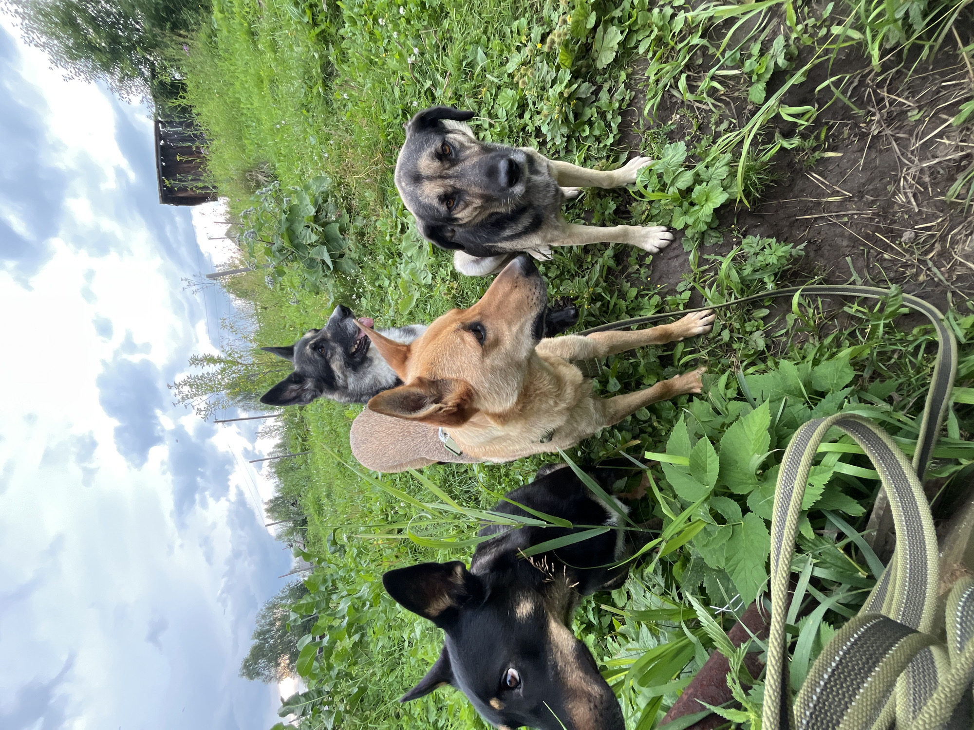 Four dogs are in a grassy, rural outdoor area with a cloudy sky. The dogs, which appear to be mixed breeds of medium size, are positioned in varying degrees of foreground and background. One dog, mostly black with tan markings around its face and chest, is in the lower left foreground, looking left. Next to it, slightly behind and to the right, is a tan-colored dog facing to the right. Behind these two and further back, a dark-colored dog with gray and black fur is looking towards the viewer. In the far right foreground, another dog with gray, black, and tan markings is sitting and looking directly at the camera. The ground is covered in grass and some dirt. In the background, there is vegetation and what appears to be a dilapidated wooden structure and utility poles. The overall impression is of a natural, possibly unkempt, environment. The image is taken from a low angle, suggesting the photographer is at ground level.